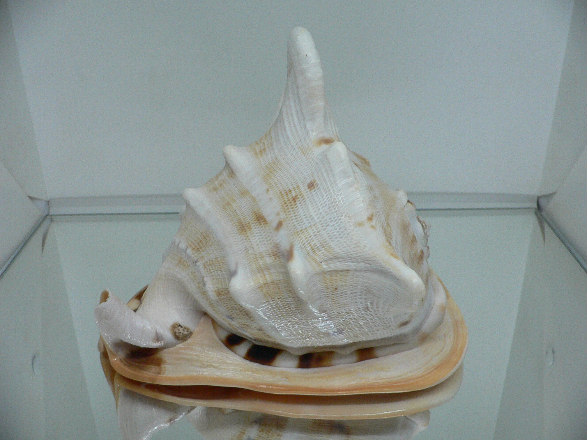 Cassis cornuta САМЕЦ & DARK STRIPES SOLE