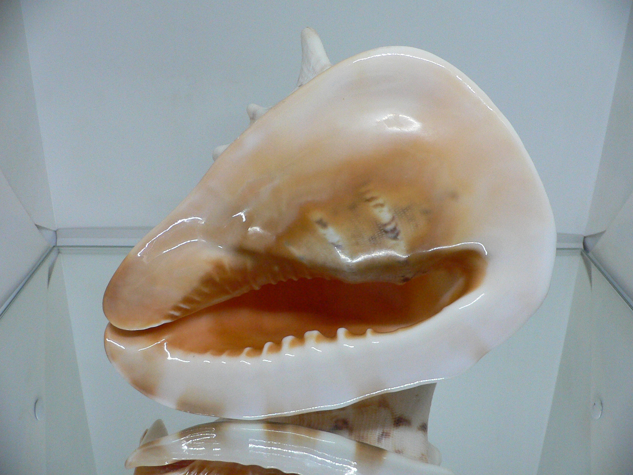 Cassis cornuta САМЕЦ & DARK STRIPES SOLE