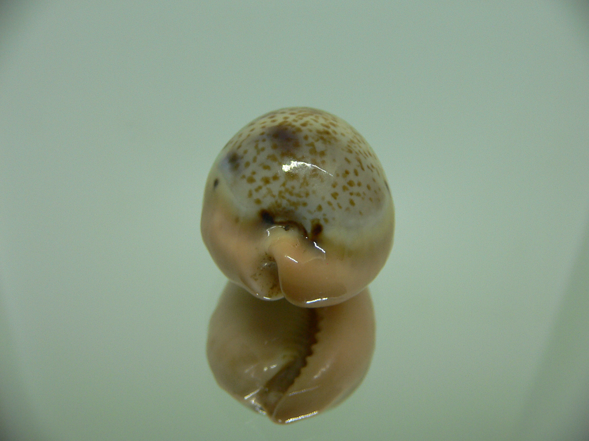 Cypraea hungerfordi hungerfordi SUPER COLOR & ORANGE BASE