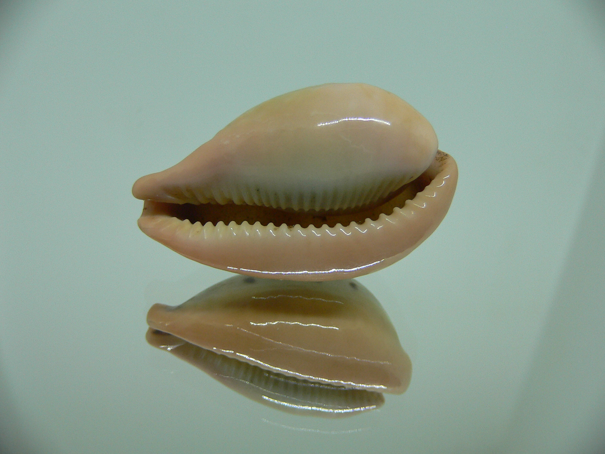 Cypraea hungerfordi hungerfordi SUPER COLOR & ORANGE BASE