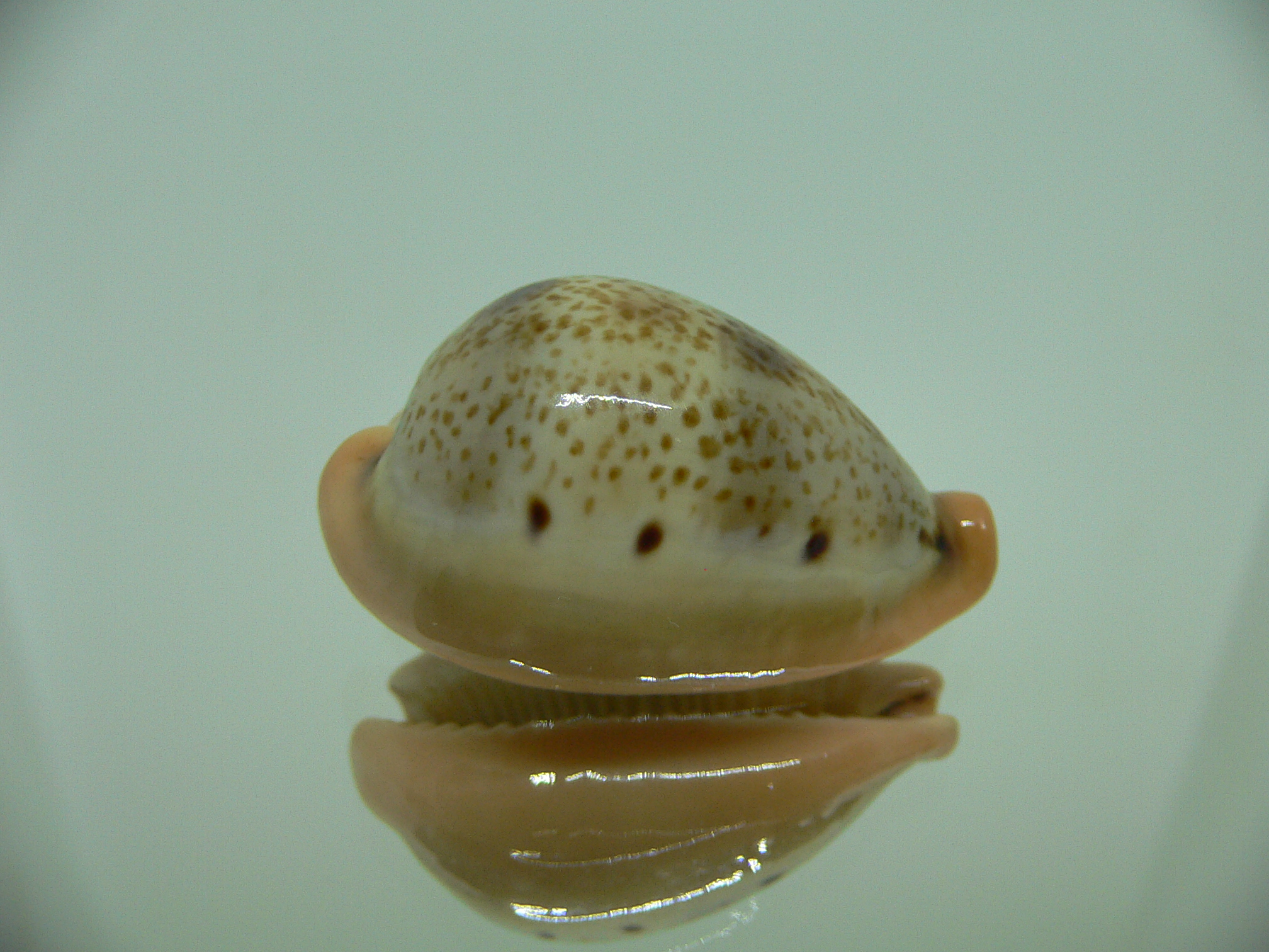 Cypraea hungerfordi hungerfordi SUPER COLOR & ORANGE BASE