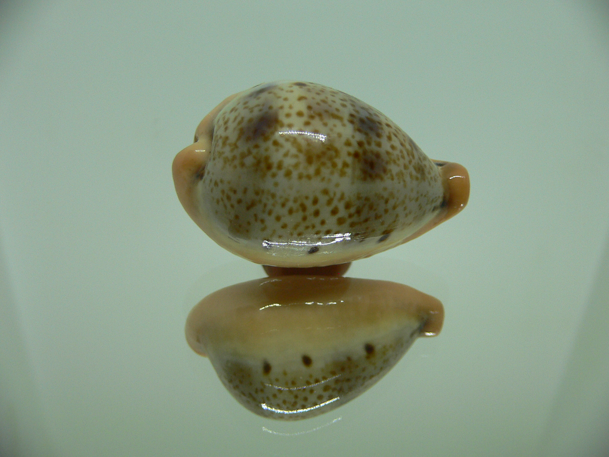 Cypraea hungerfordi hungerfordi SUPER COLOR & ORANGE BASE