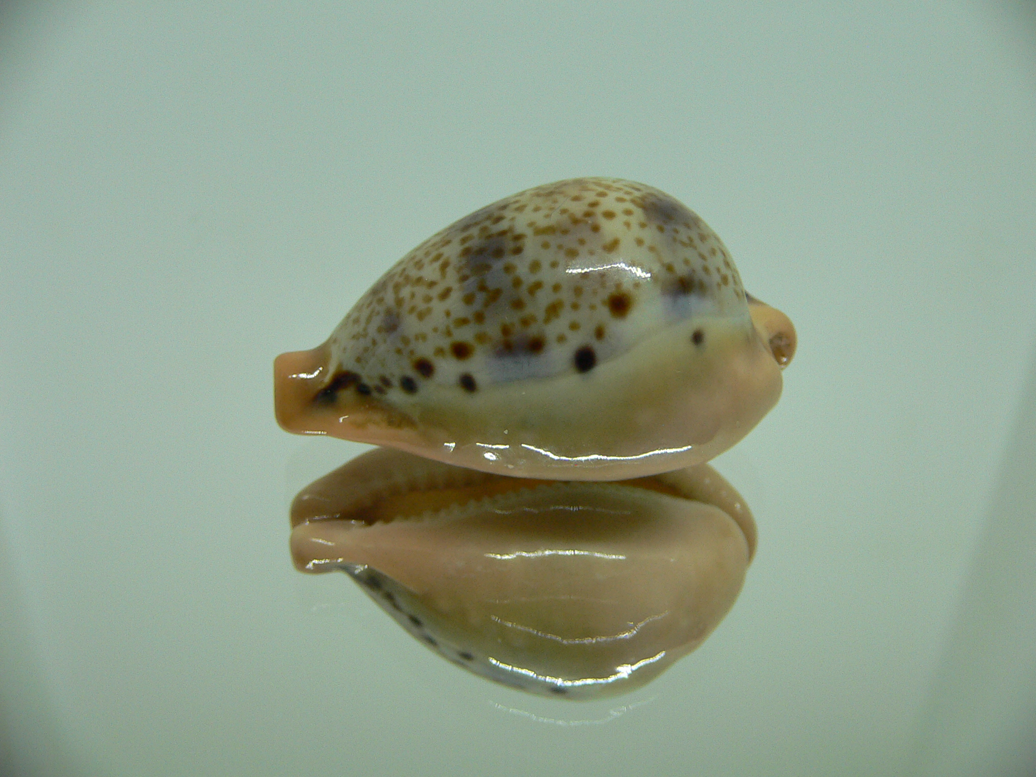 Cypraea hungerfordi hungerfordi SUPER COLOR & ORANGE BASE