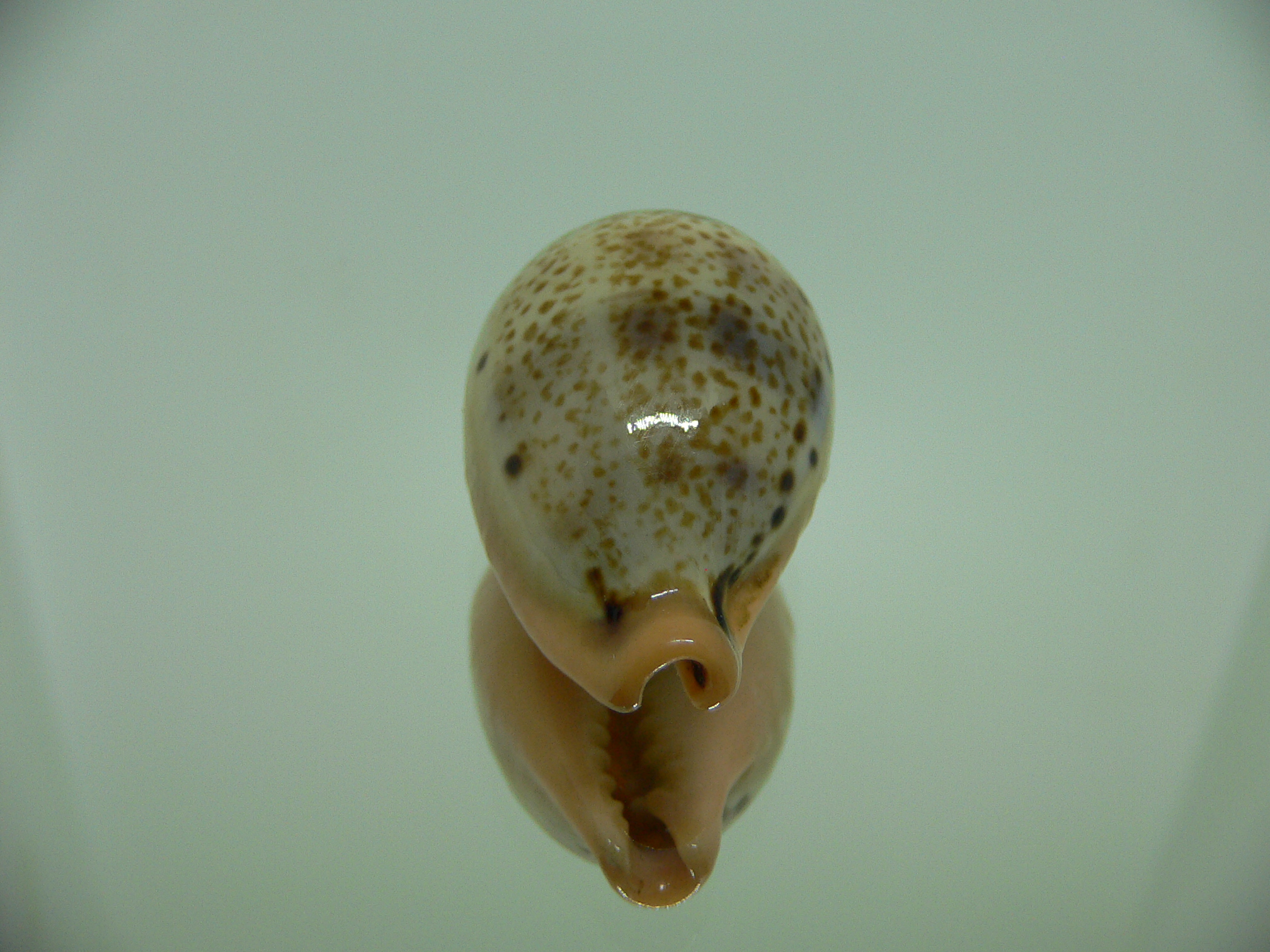 Cypraea hungerfordi hungerfordi SUPER COLOR & ORANGE BASE