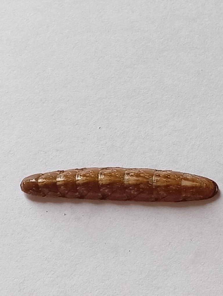 Stenochiton longicymba ENDEMIC 2