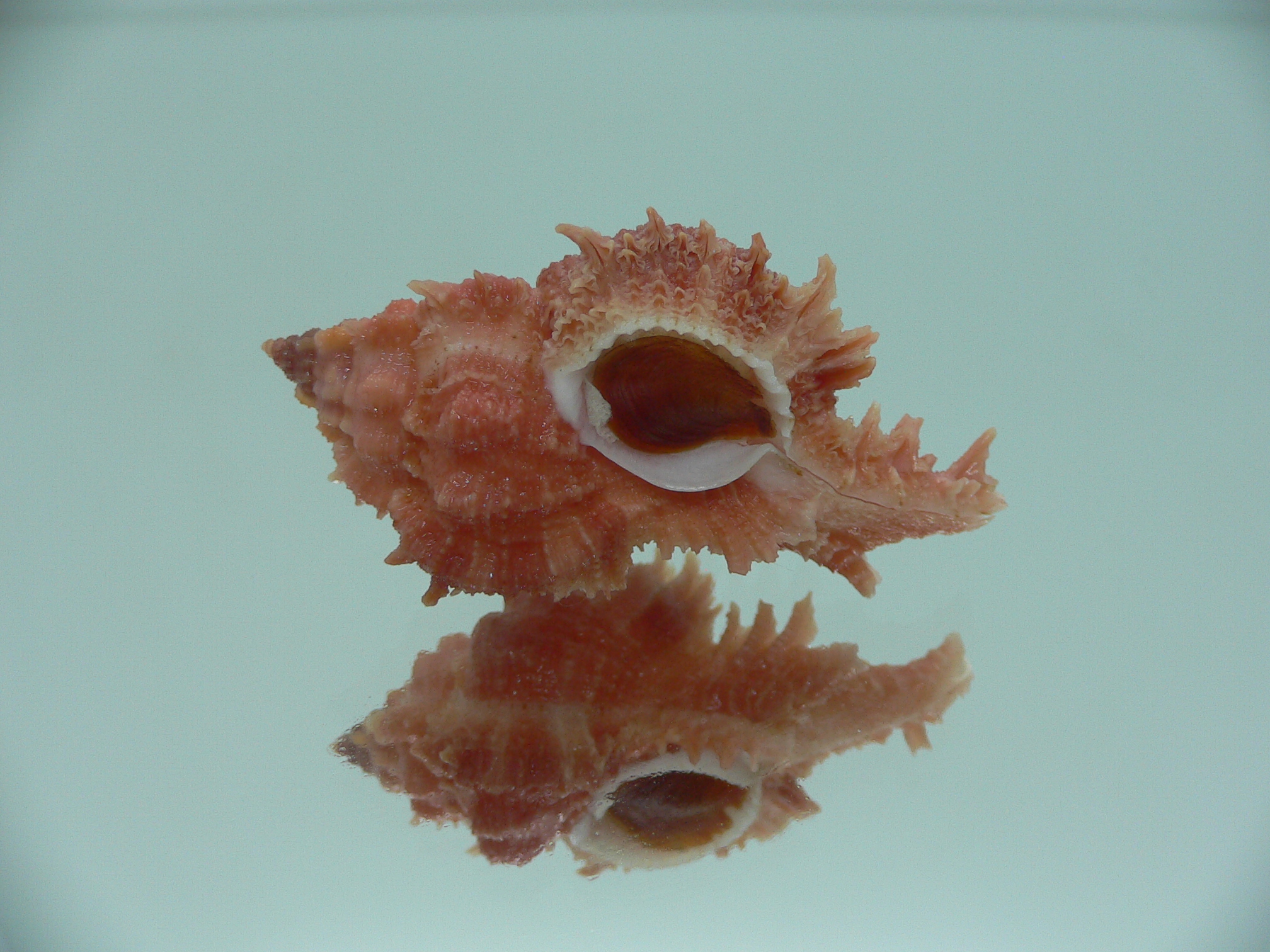 Chicomurex gloriosus RED COLORING