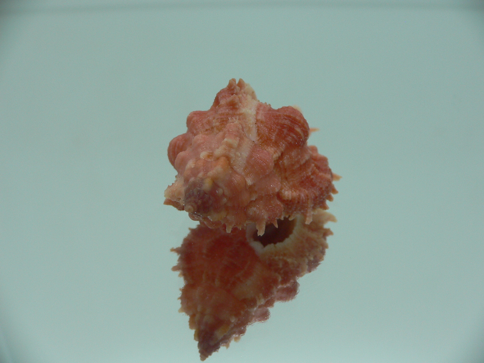 Chicomurex gloriosus RED COLORING