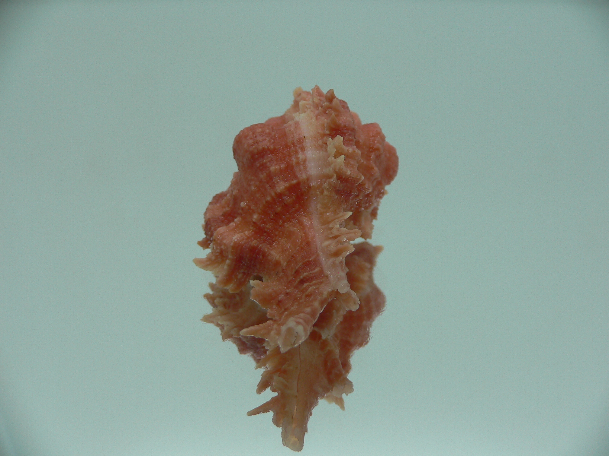 Chicomurex gloriosus RED COLORING