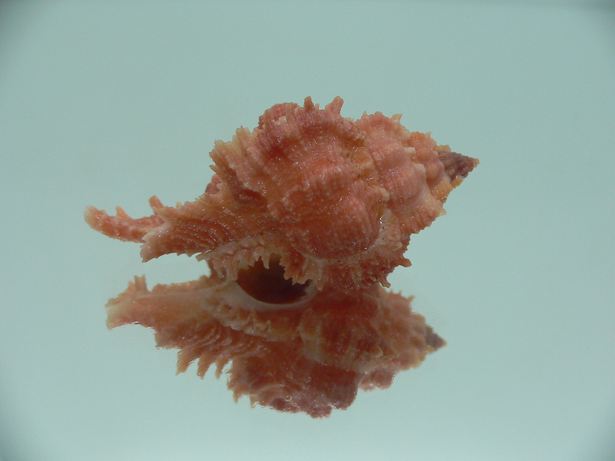 Chicomurex gloriosus RED COLORING