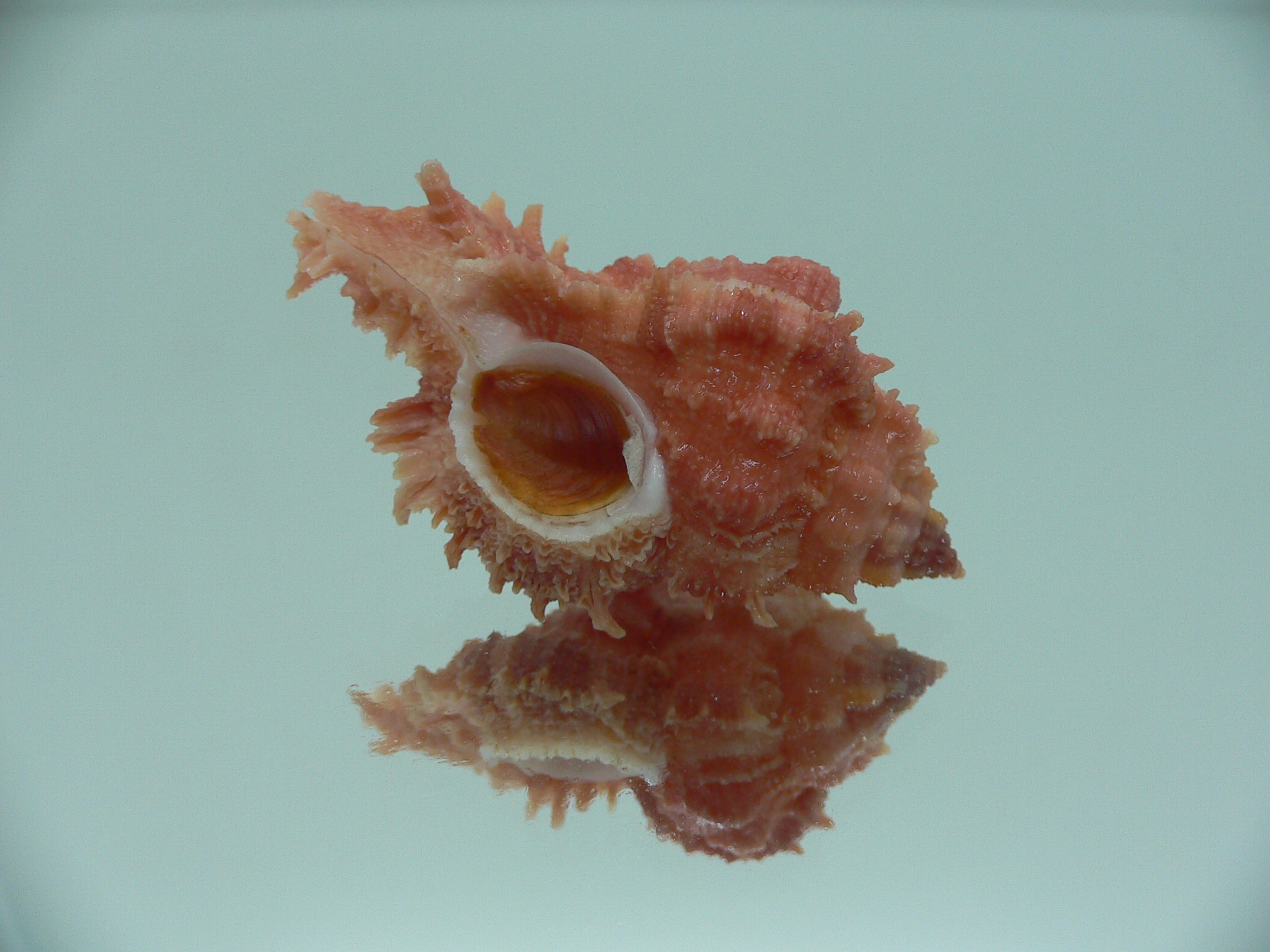 Chicomurex gloriosus RED COLORING