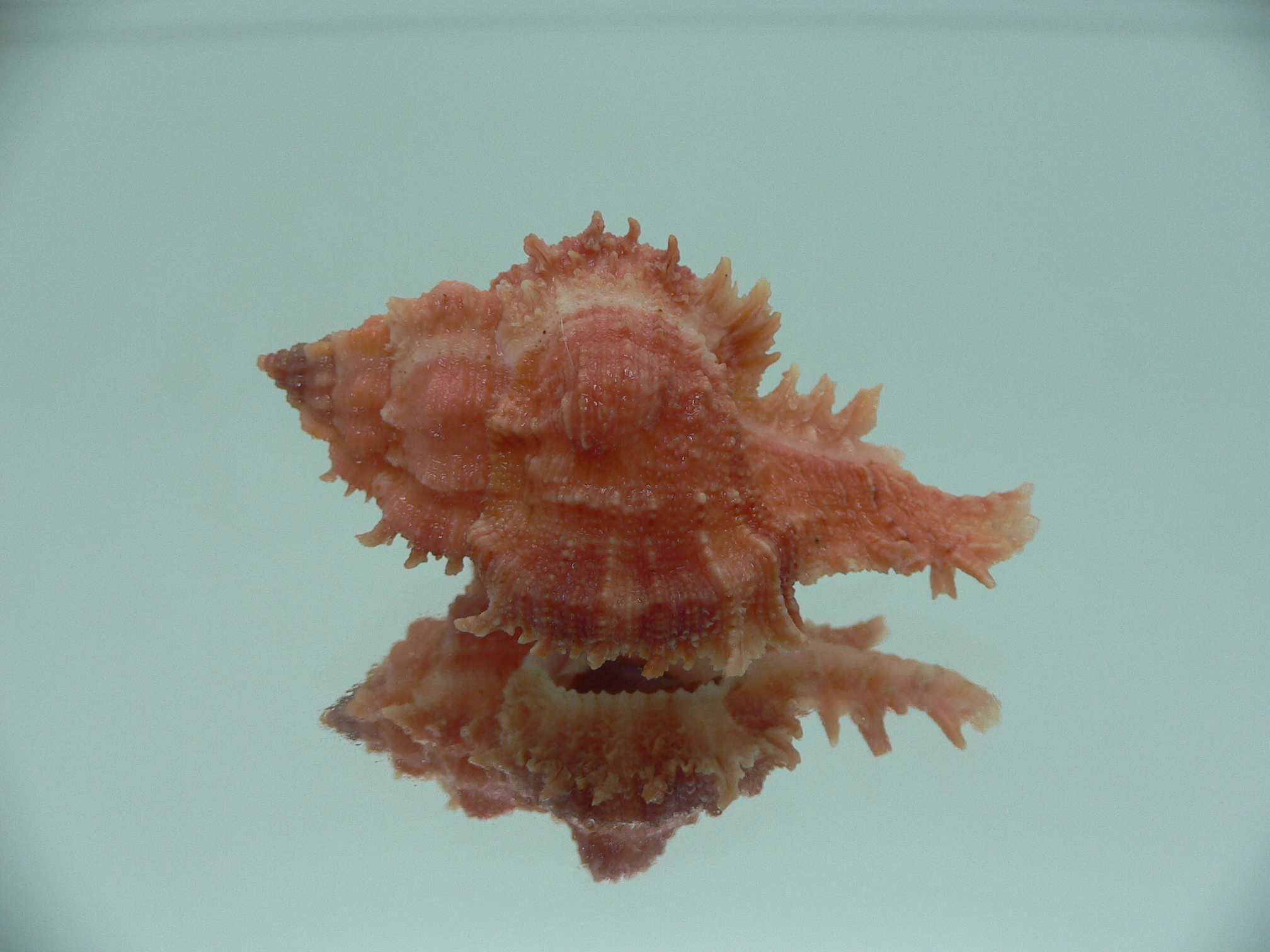 Chicomurex gloriosus RED COLORING