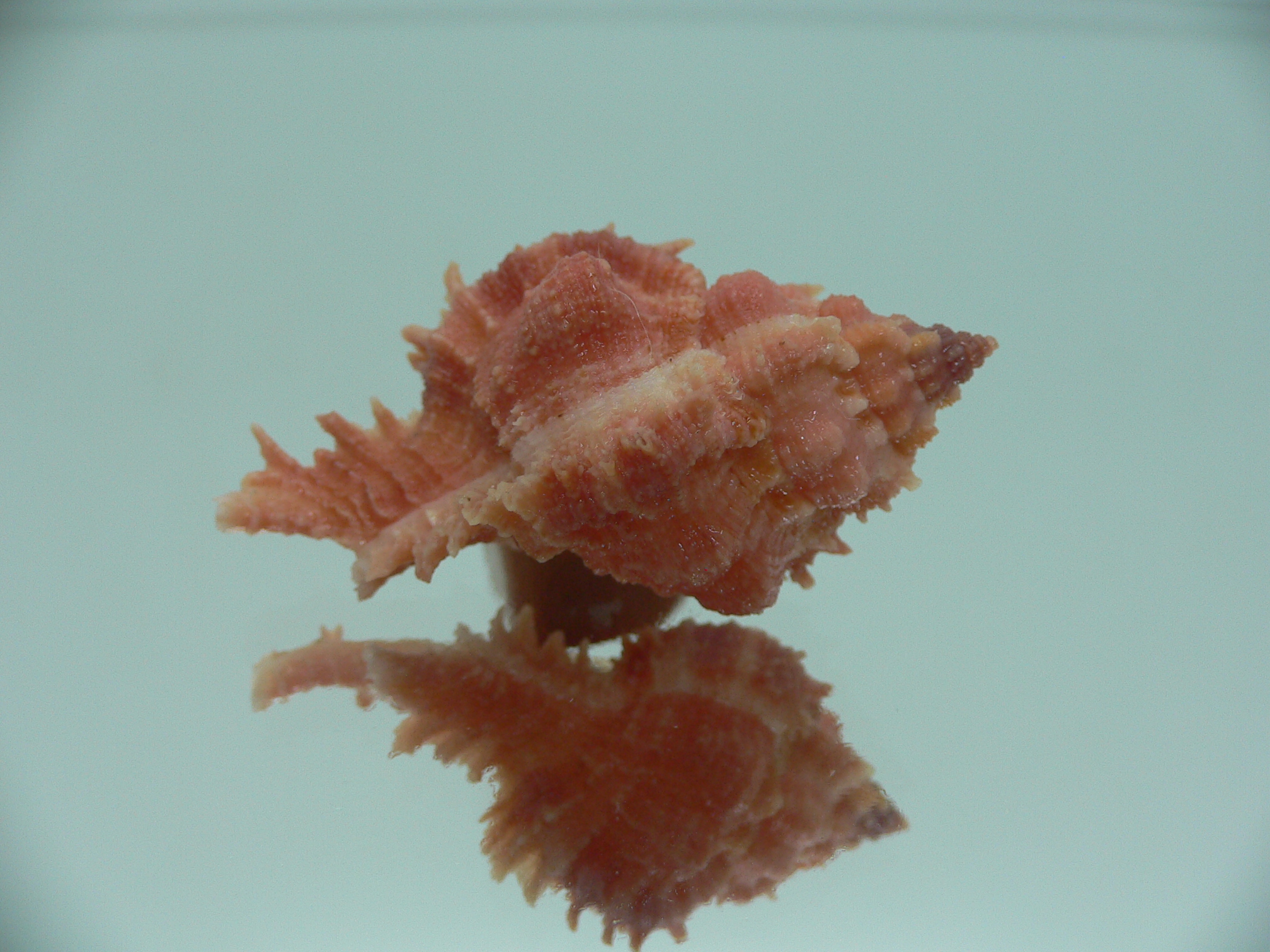 Chicomurex gloriosus RED COLORING