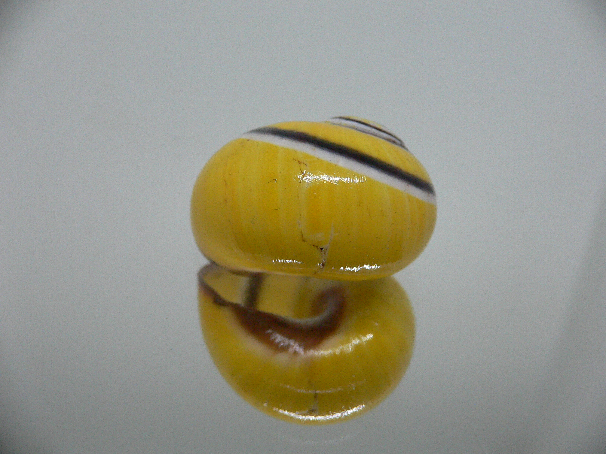 Polymita picta picta