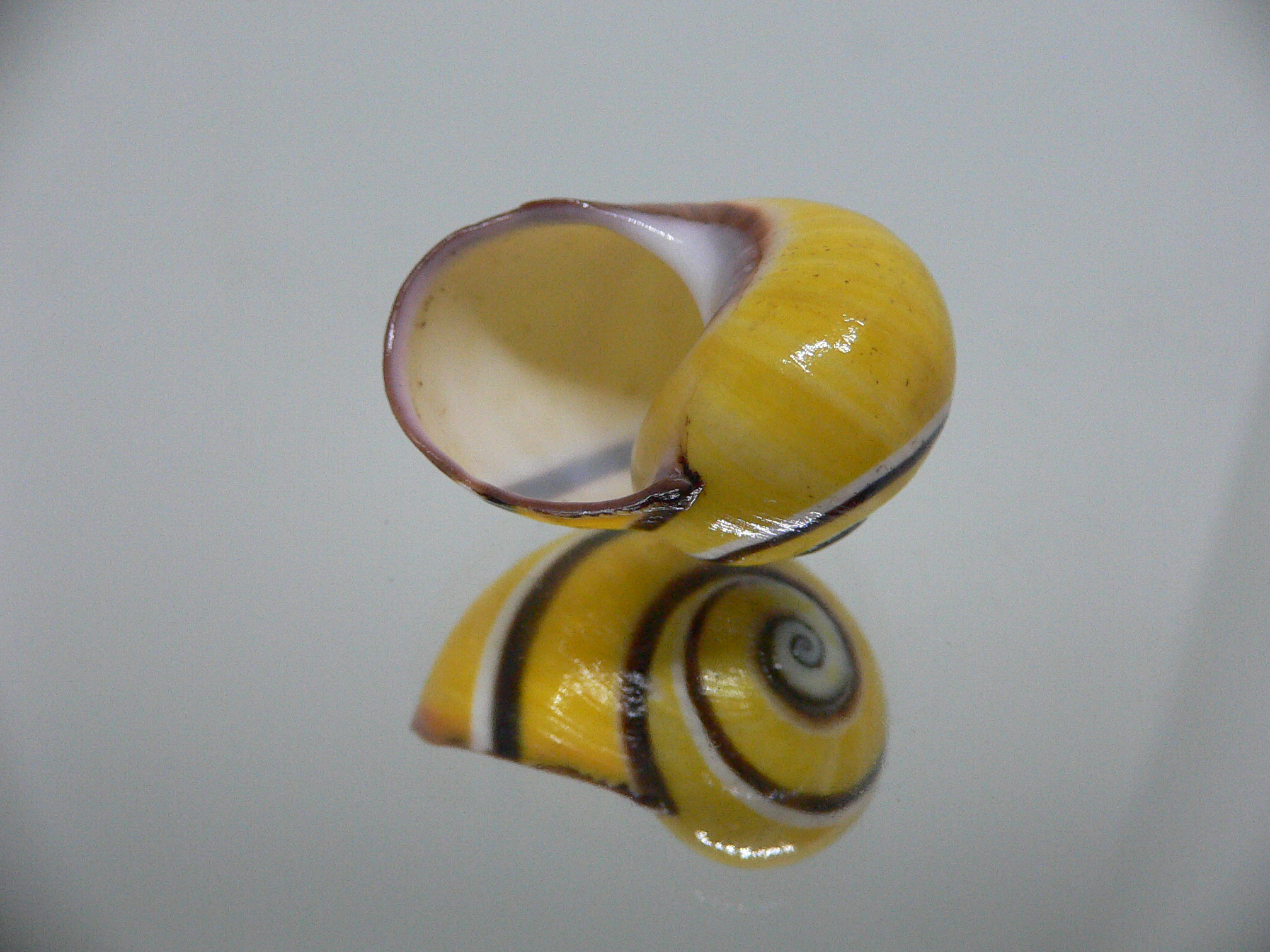 Polymita picta picta