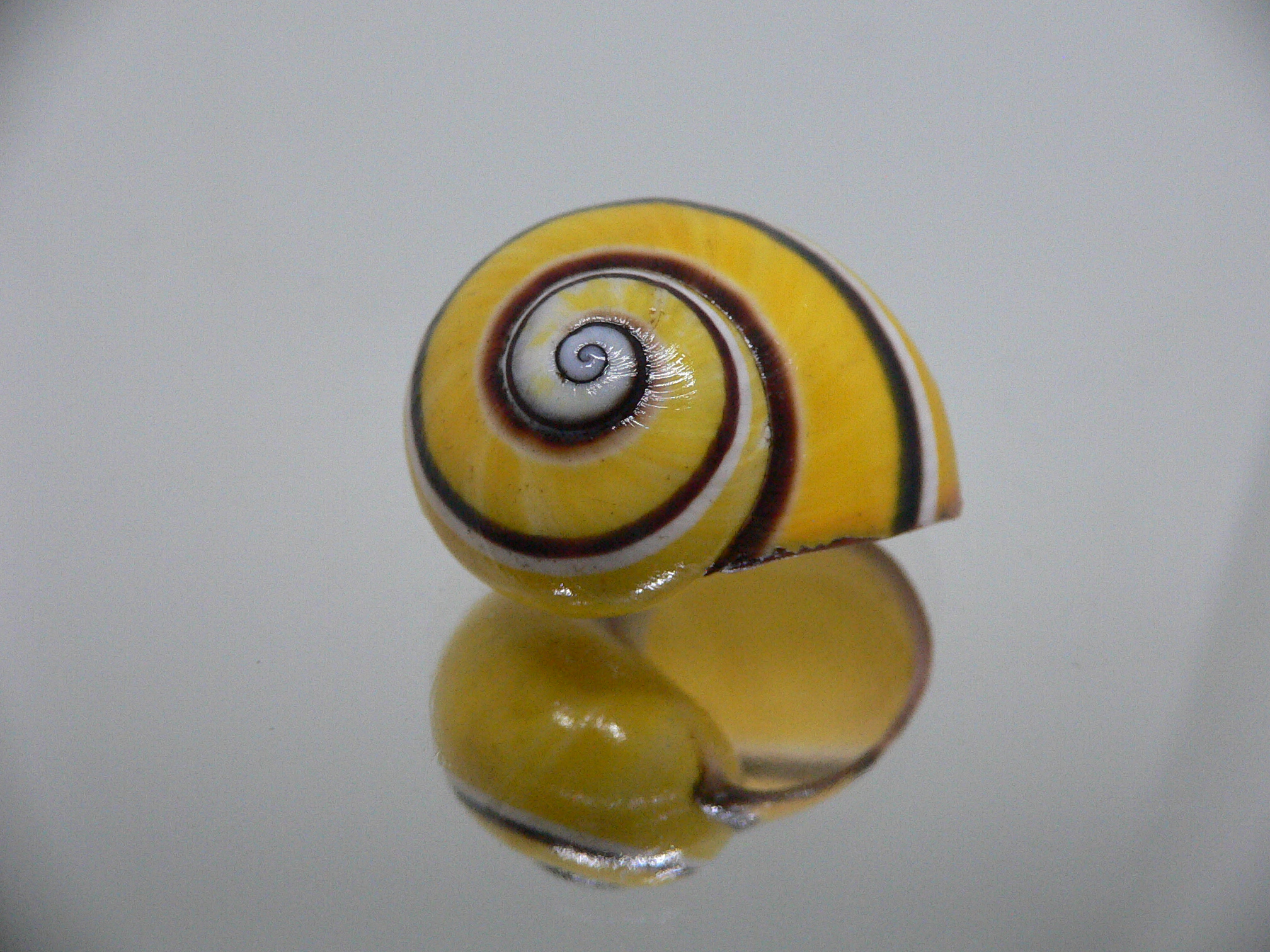 Polymita picta picta