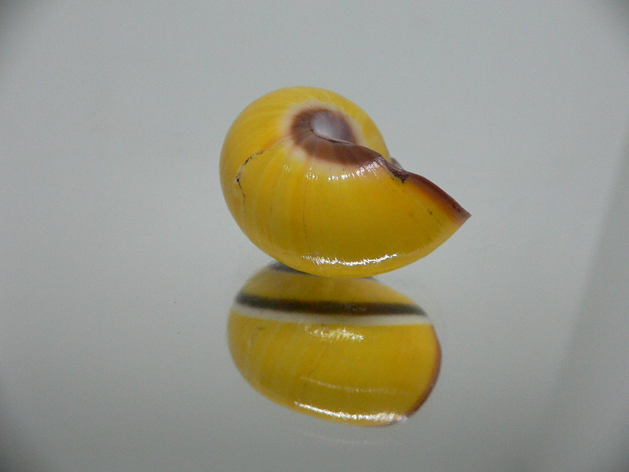 Polymita picta picta