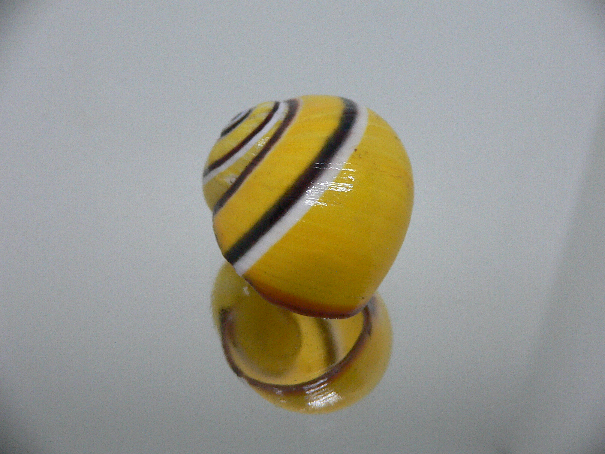 Polymita picta picta