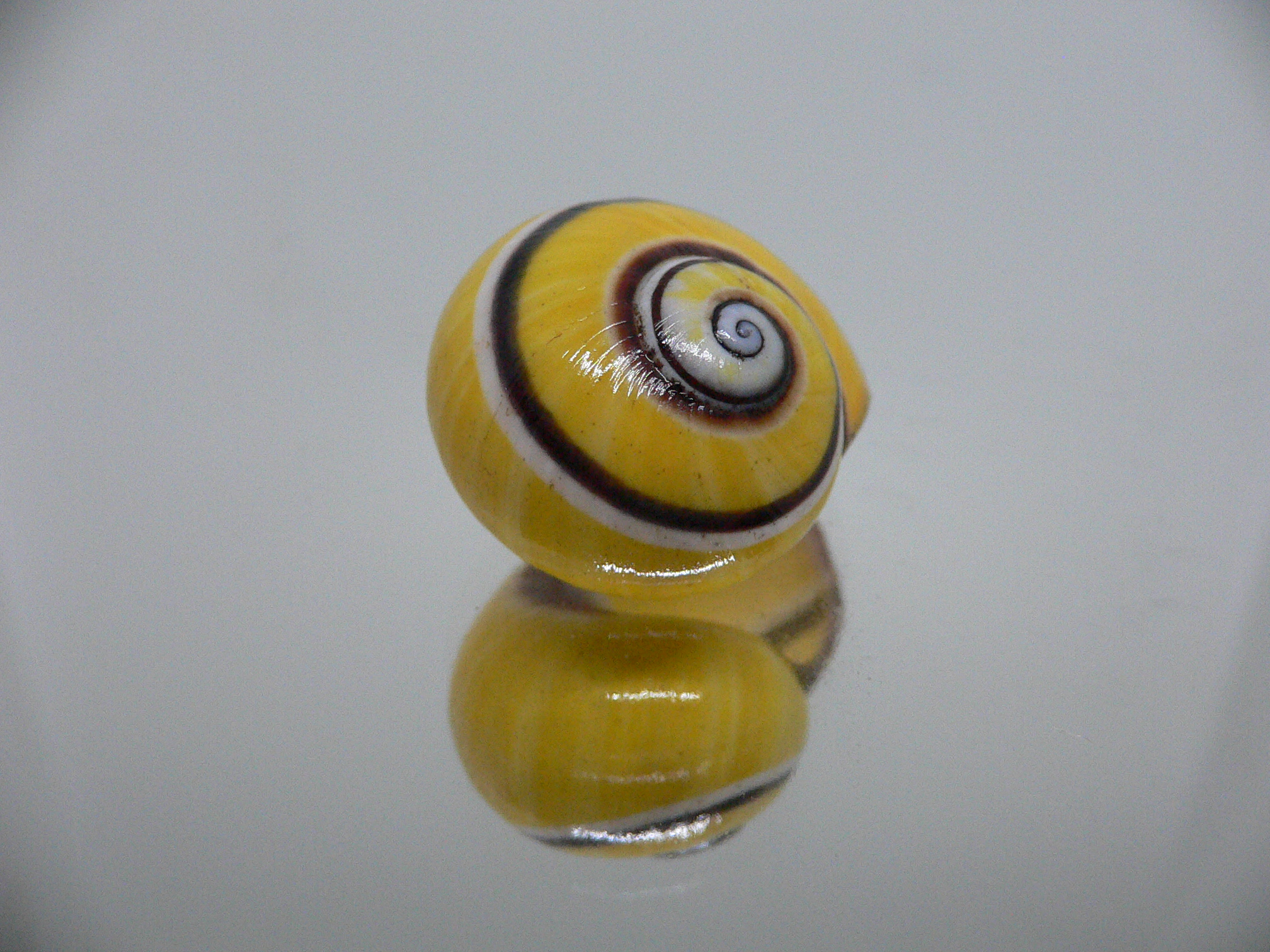 Polymita picta picta