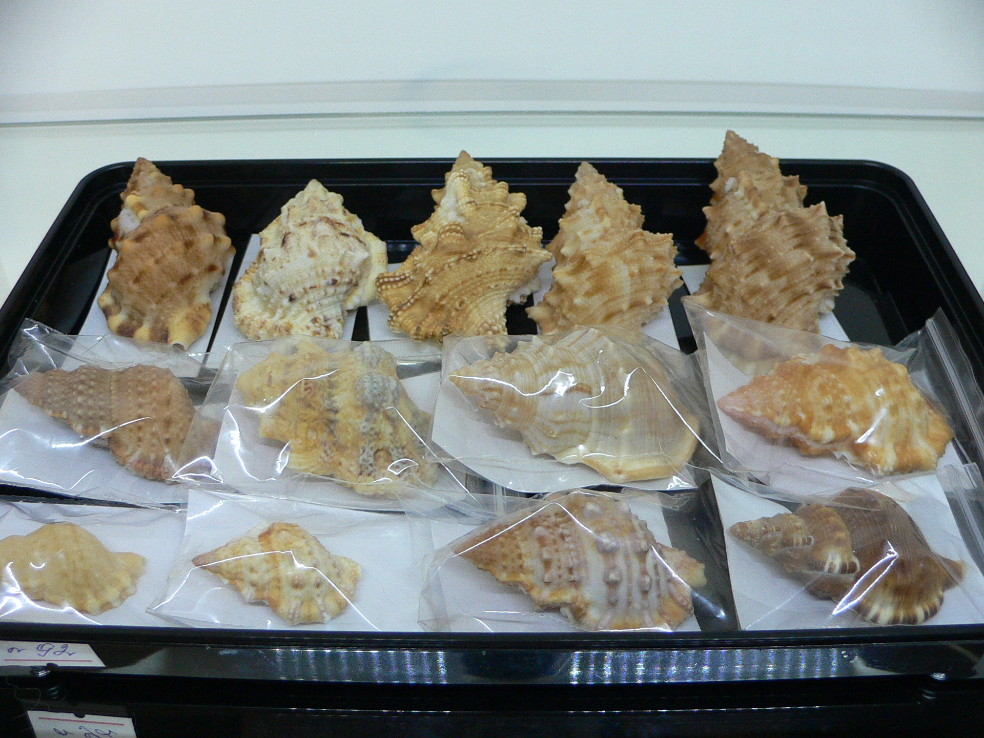 Bursa awatii VERY GOOD SIZE