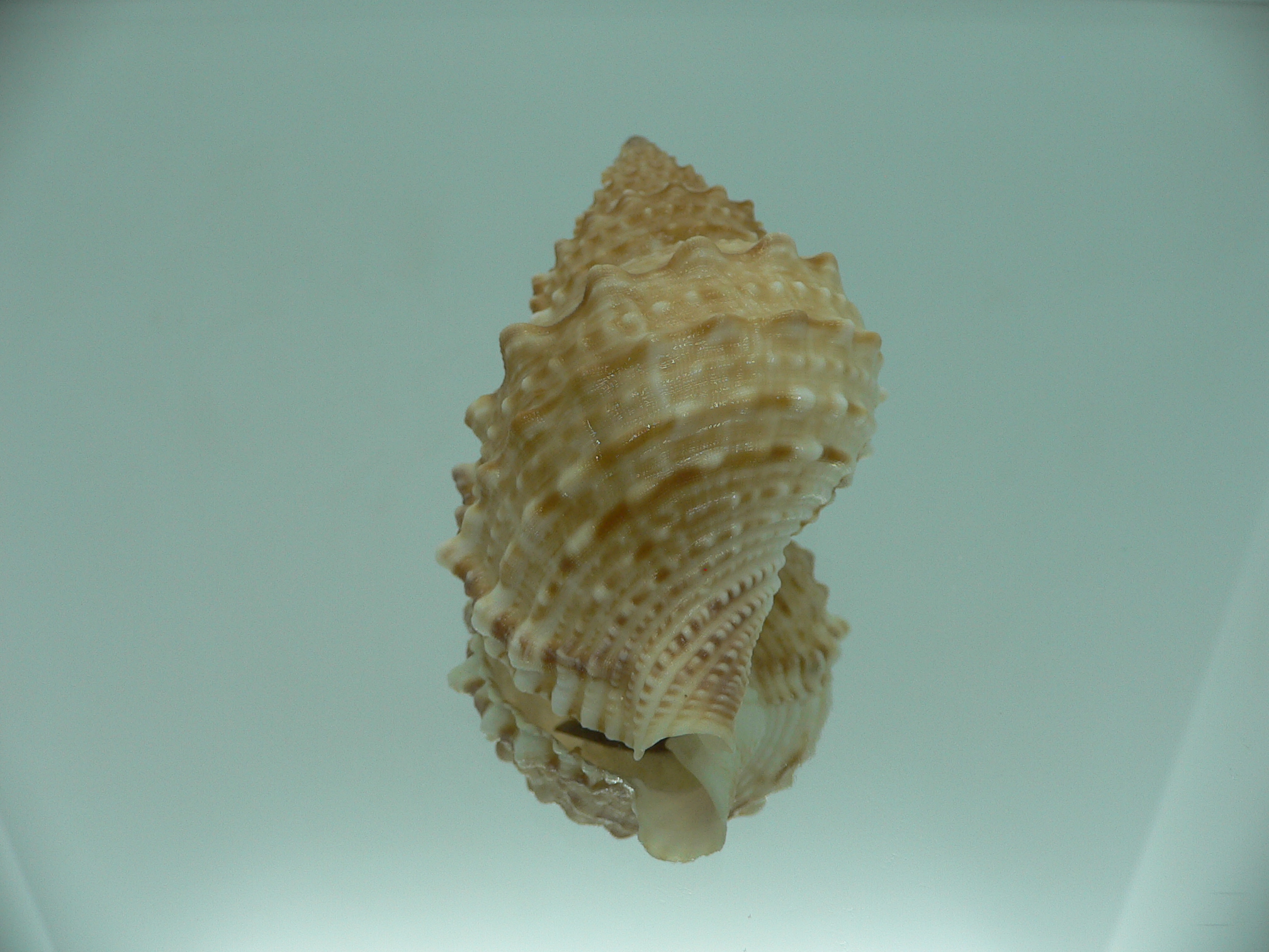 Bursa awatii VERY GOOD SIZE