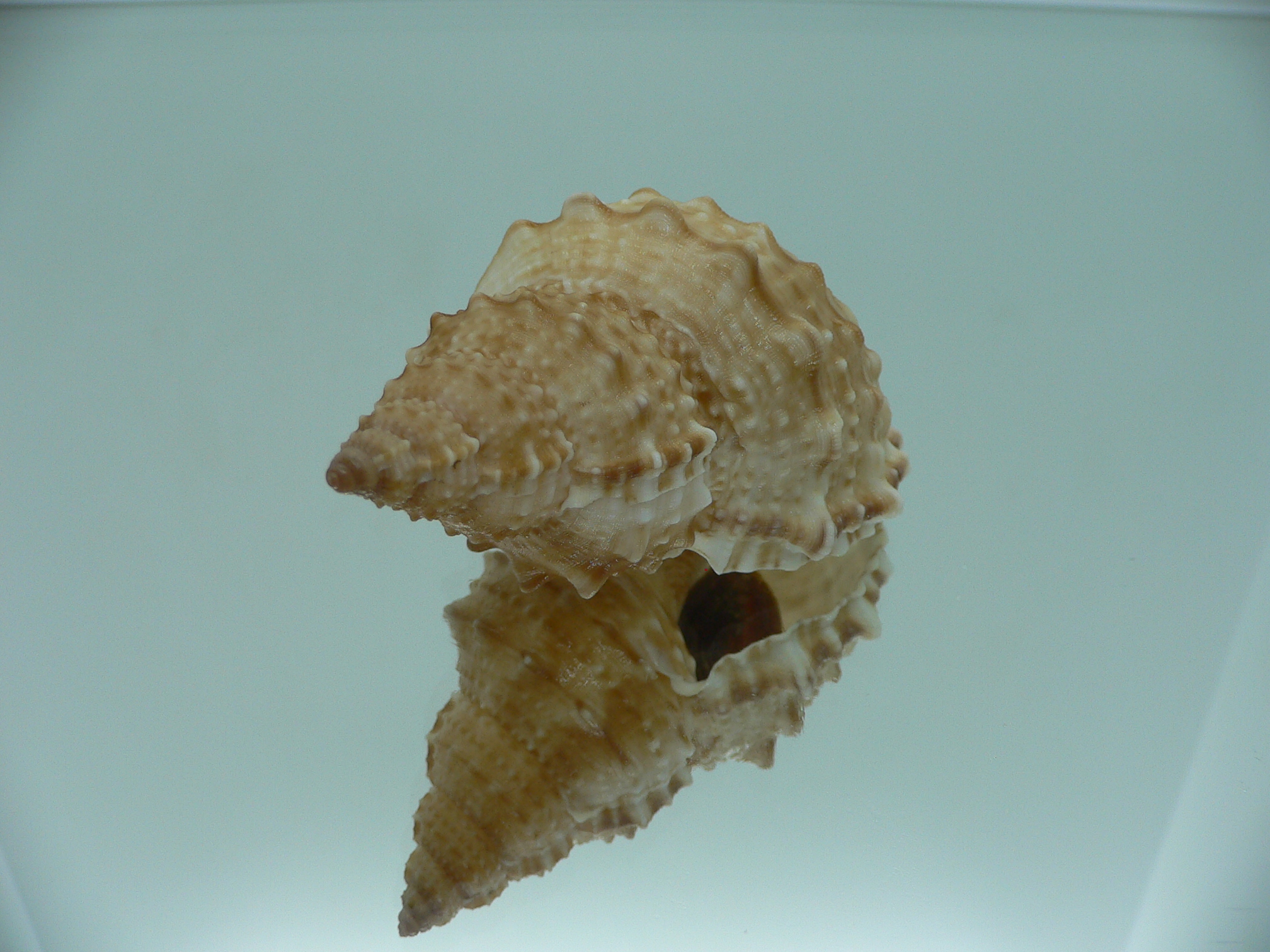 Bursa awatii VERY GOOD SIZE