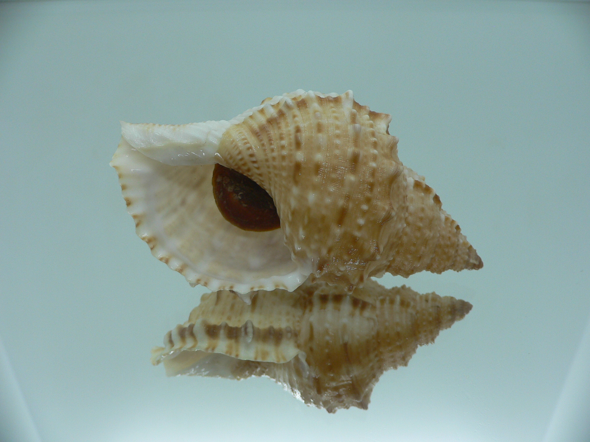 Bursa awatii VERY GOOD SIZE