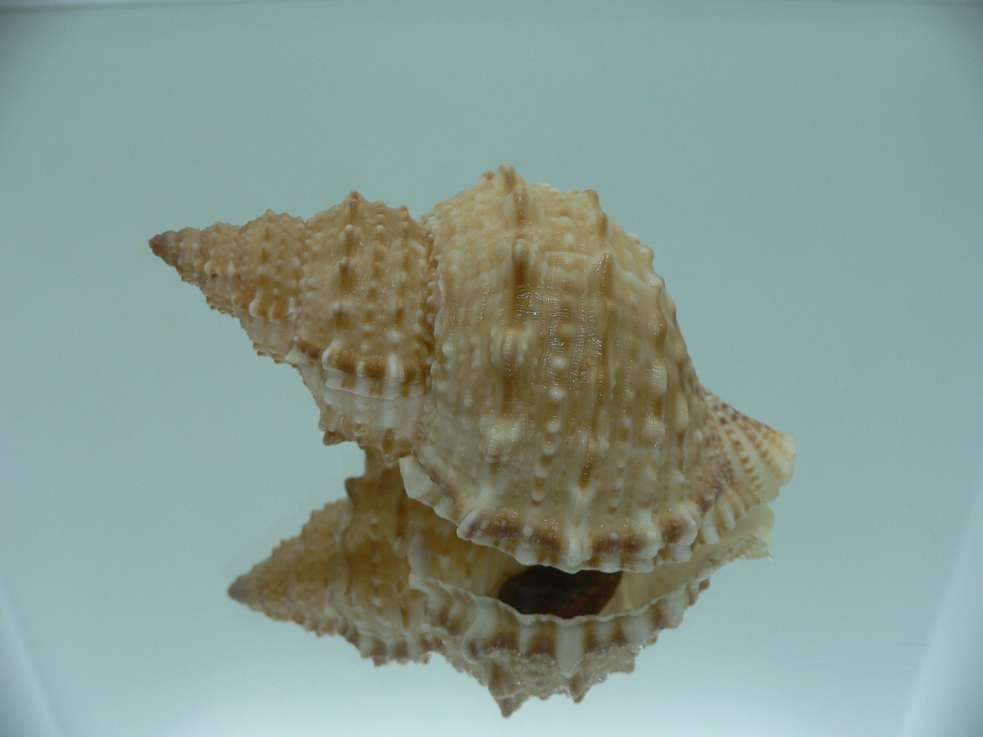 Bursa awatii VERY GOOD SIZE