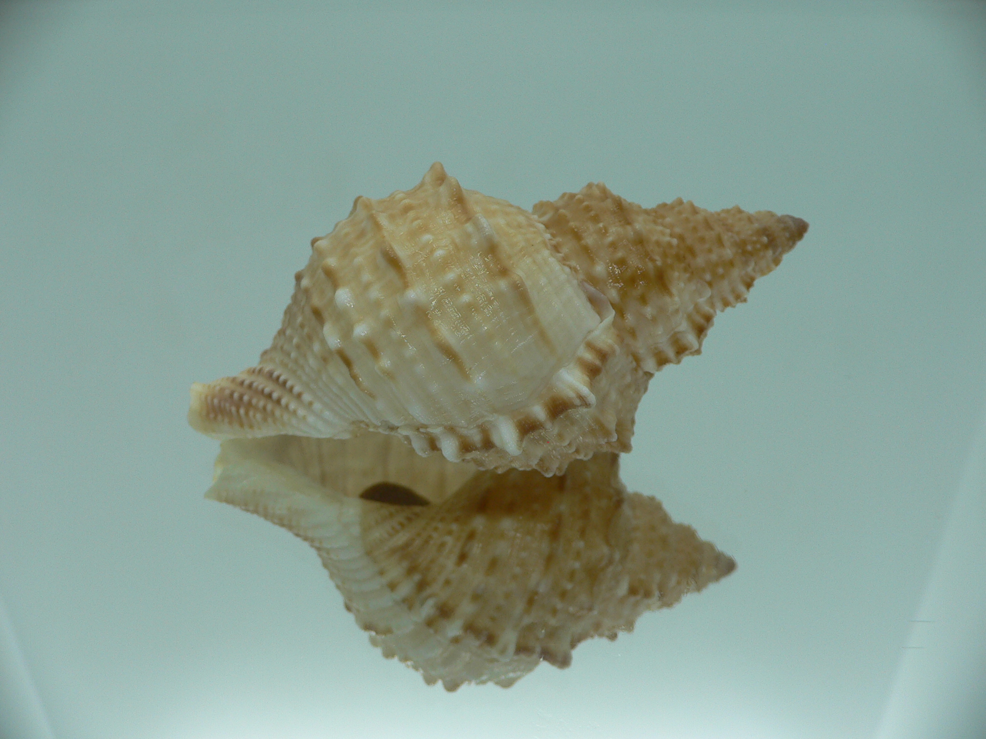 Bursa awatii VERY GOOD SIZE