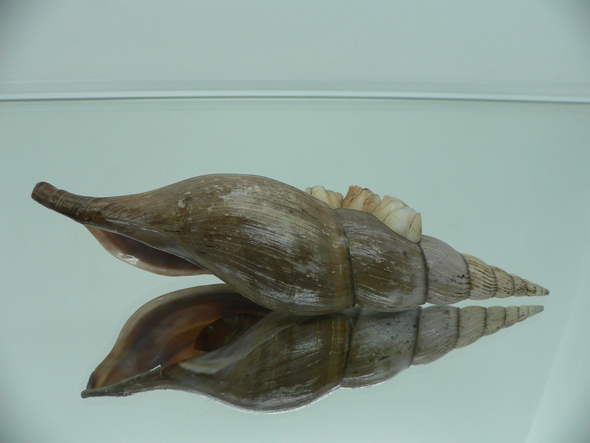 Calliotectum tibiaeforme williamsorum BIG & FLOWER