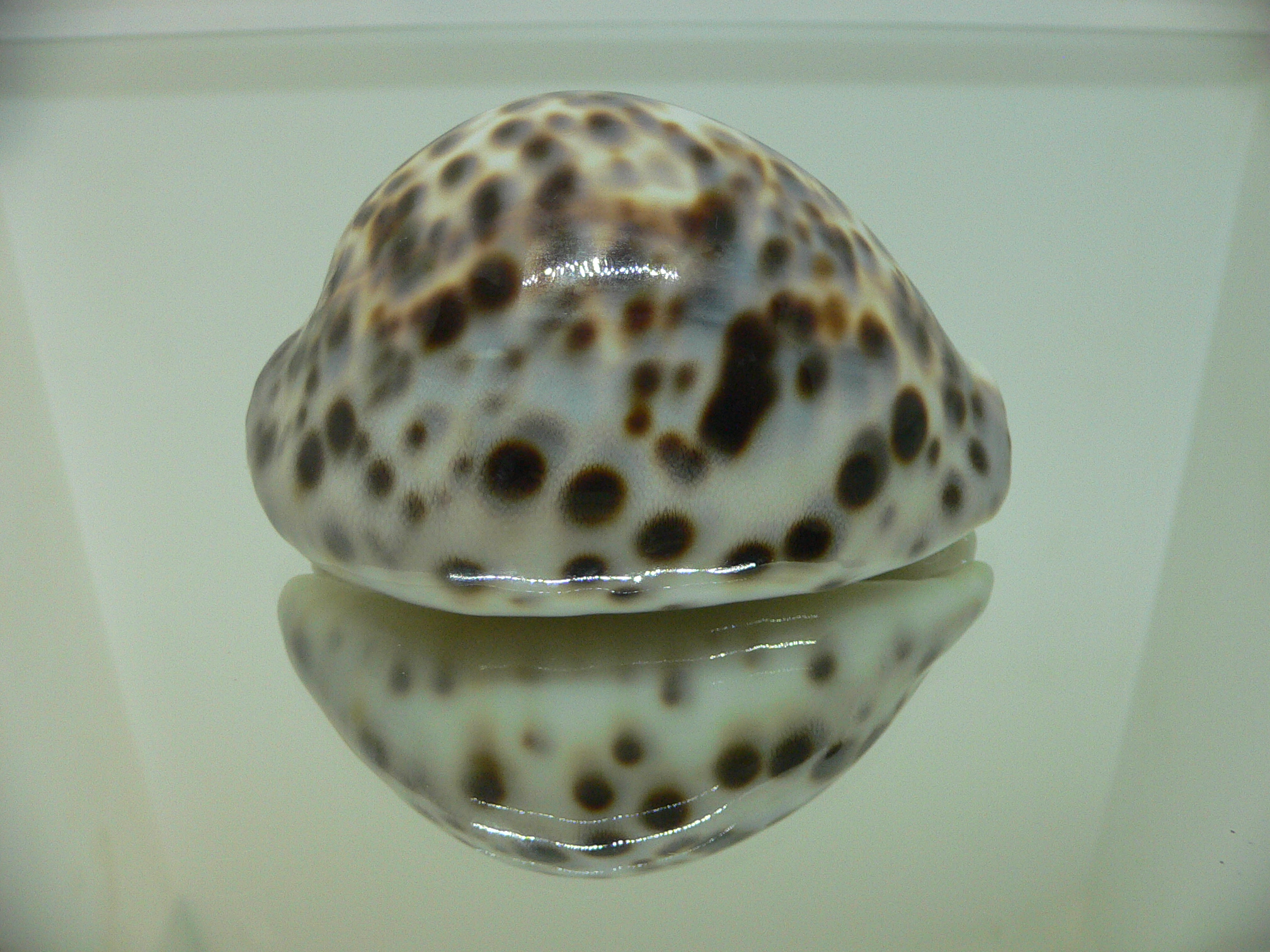 Cypraea tigris tigris COLOR