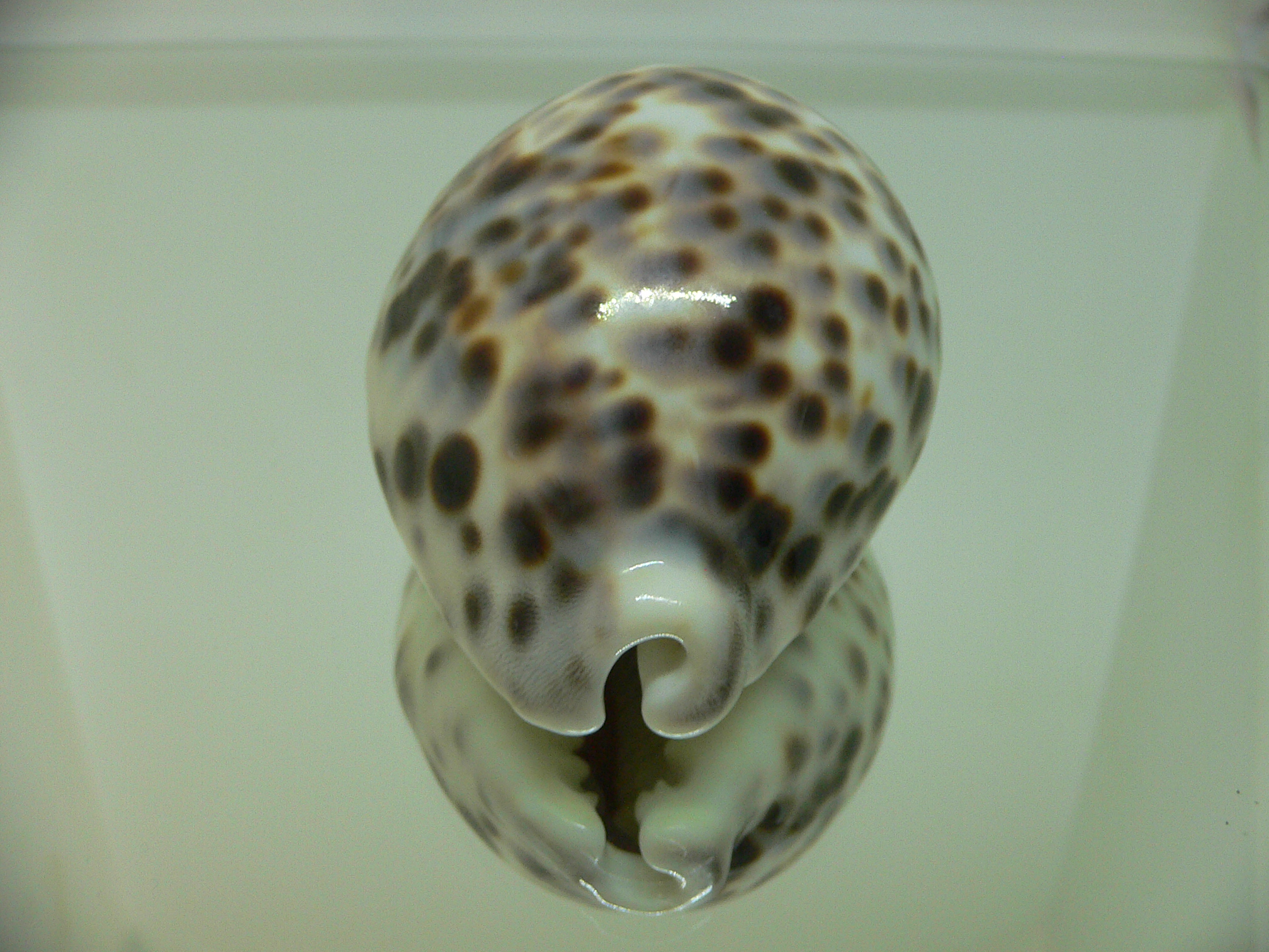 Cypraea tigris tigris COLOR