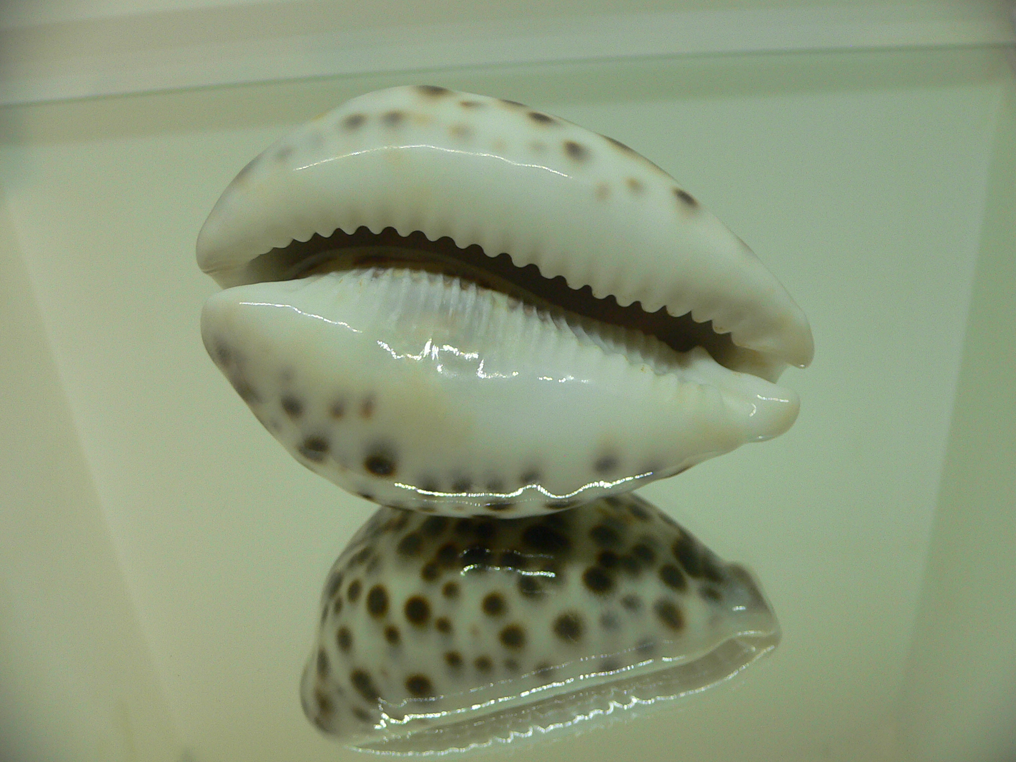 Cypraea tigris tigris COLOR