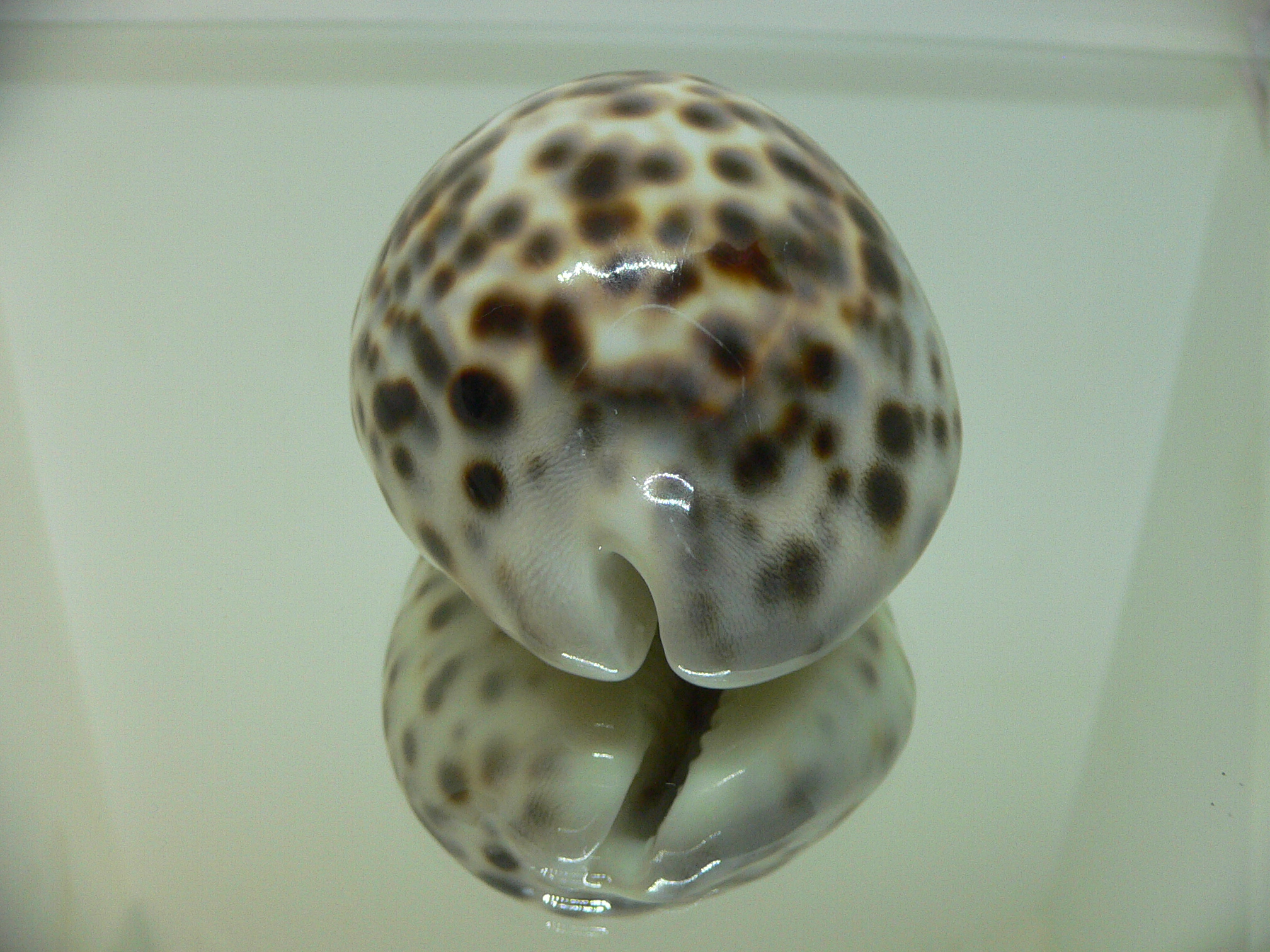 Cypraea tigris tigris COLOR