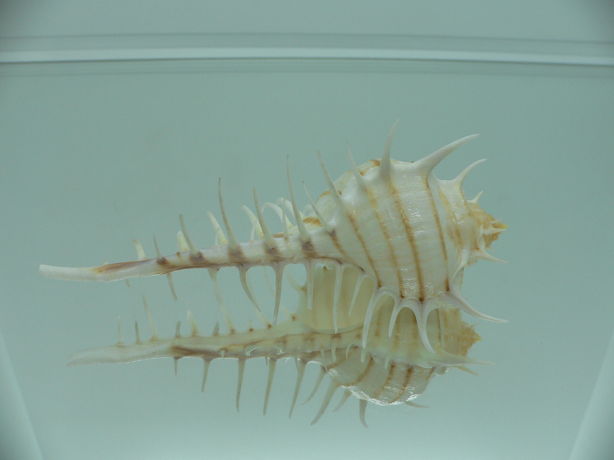 Murex scolopax GOOD SIZE