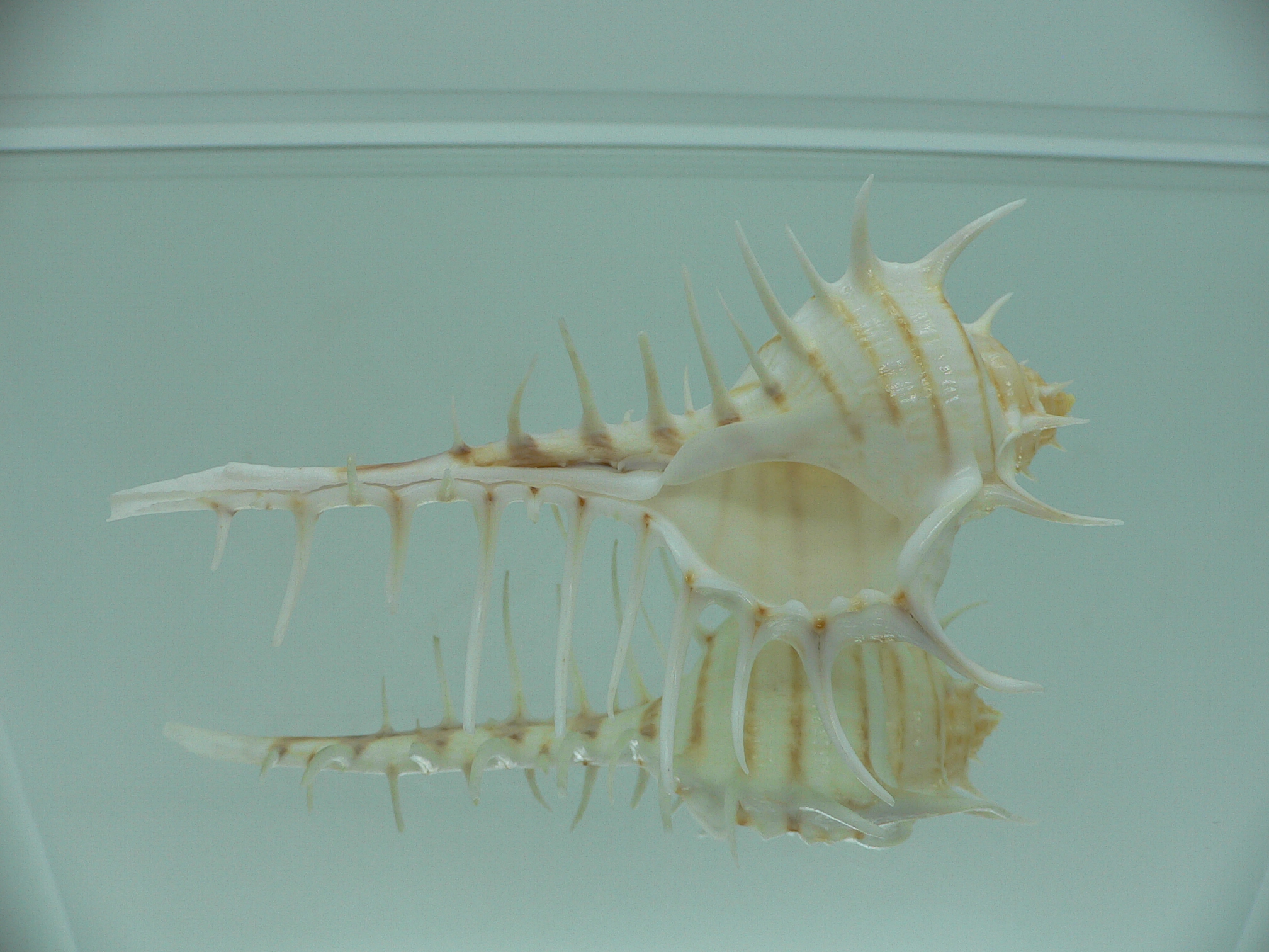 Murex scolopax GOOD SIZE