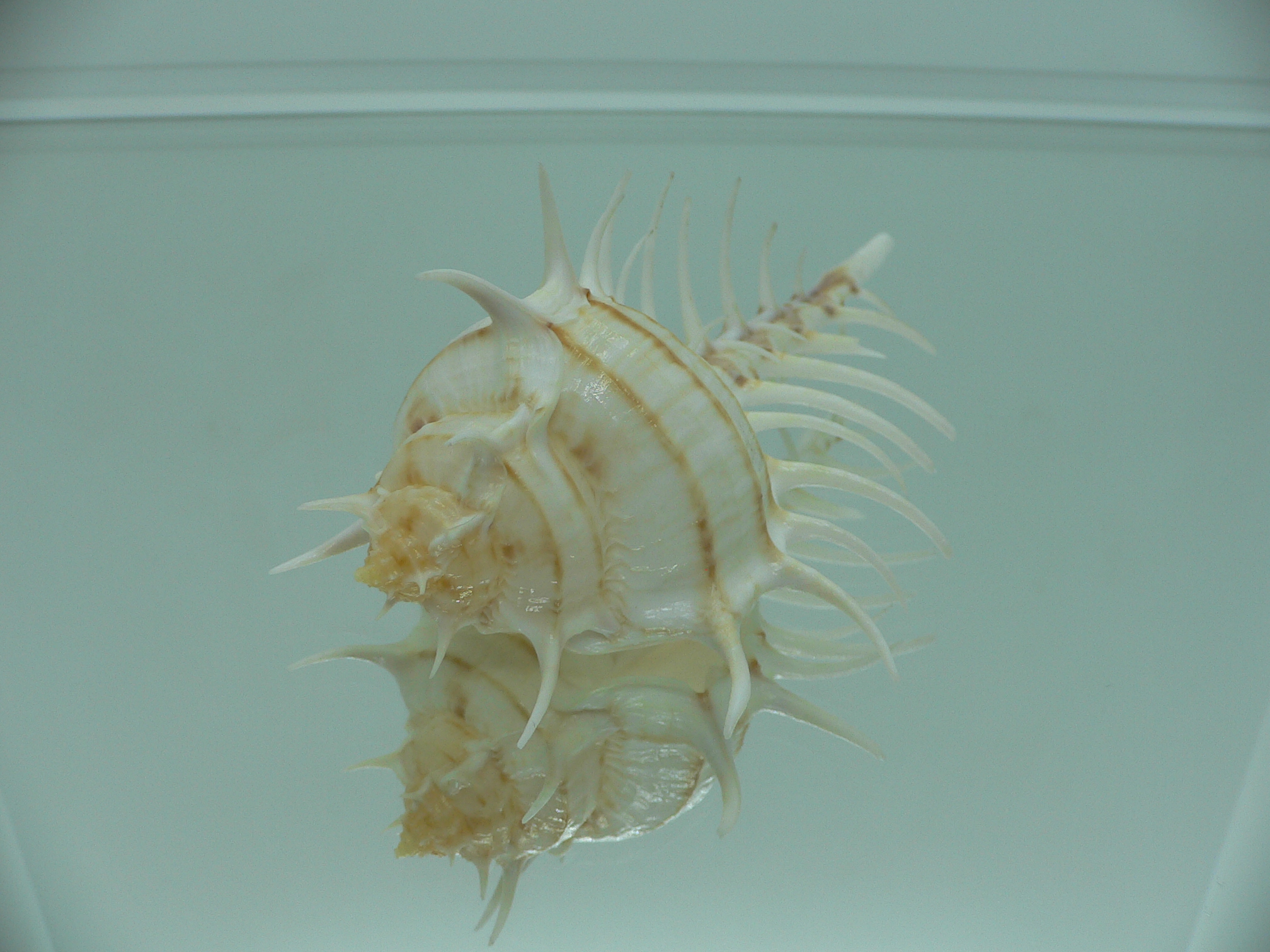 Murex scolopax GOOD SIZE