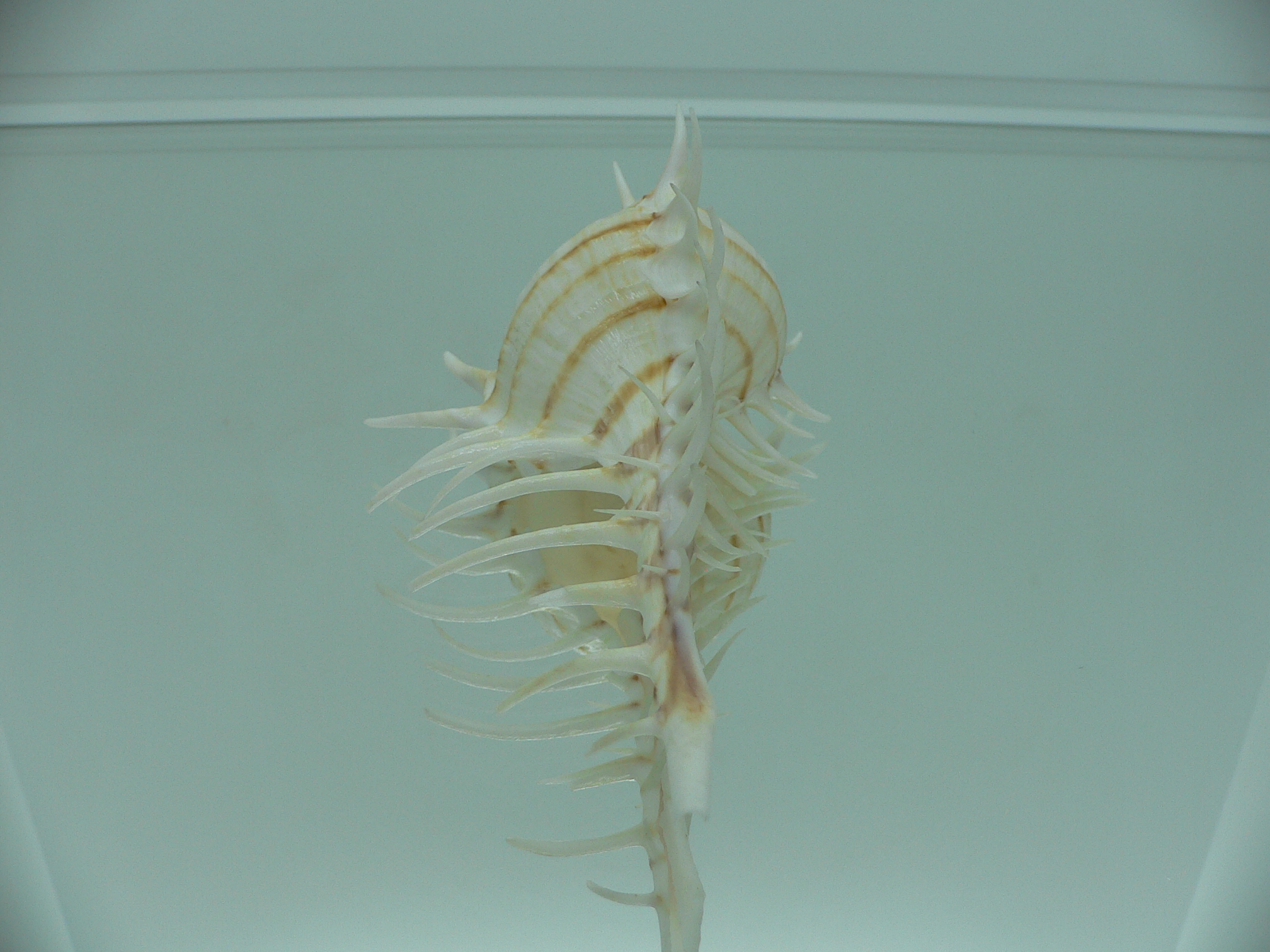 Murex scolopax GOOD SIZE