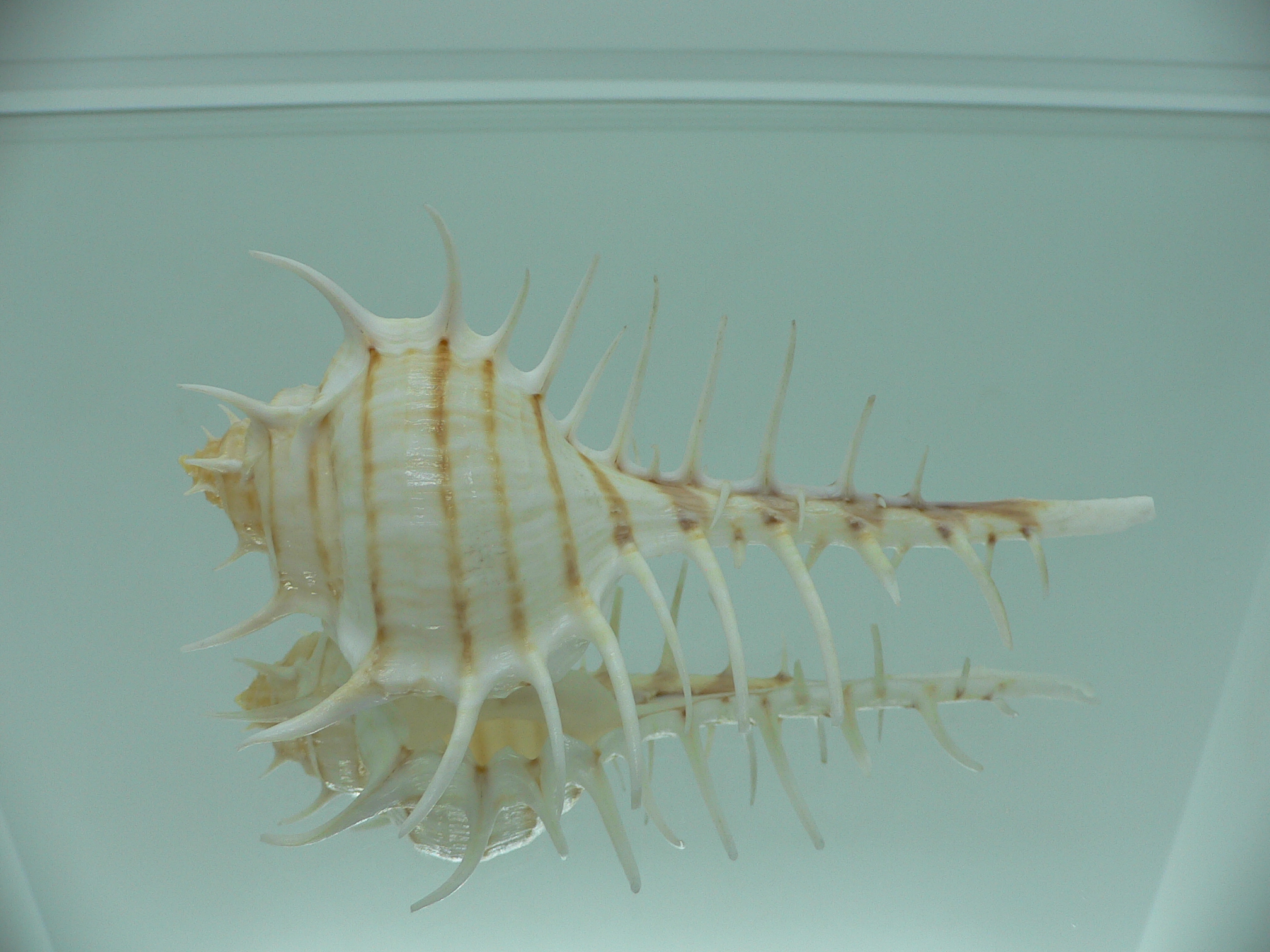 Murex scolopax GOOD SIZE