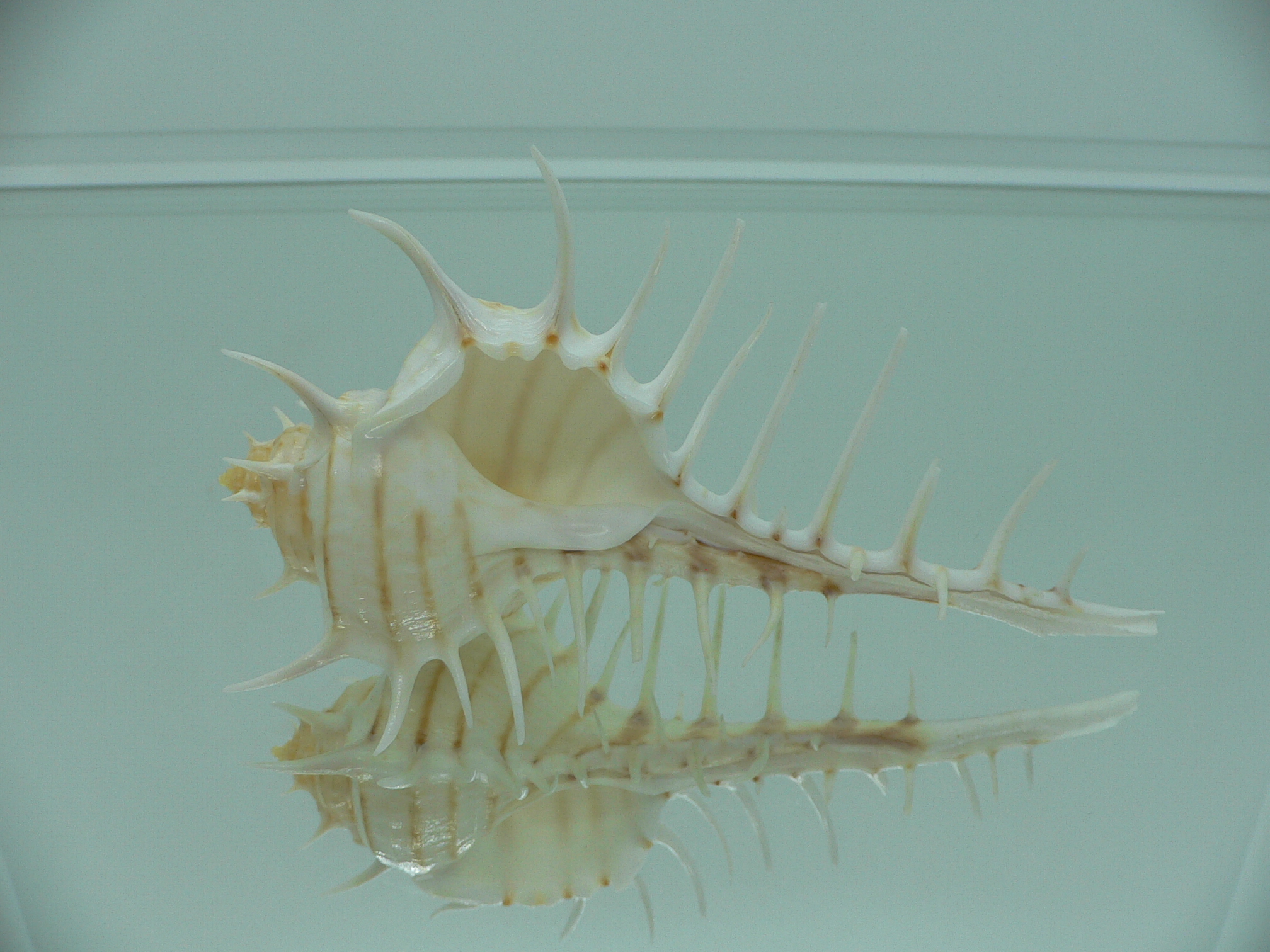 Murex scolopax GOOD SIZE