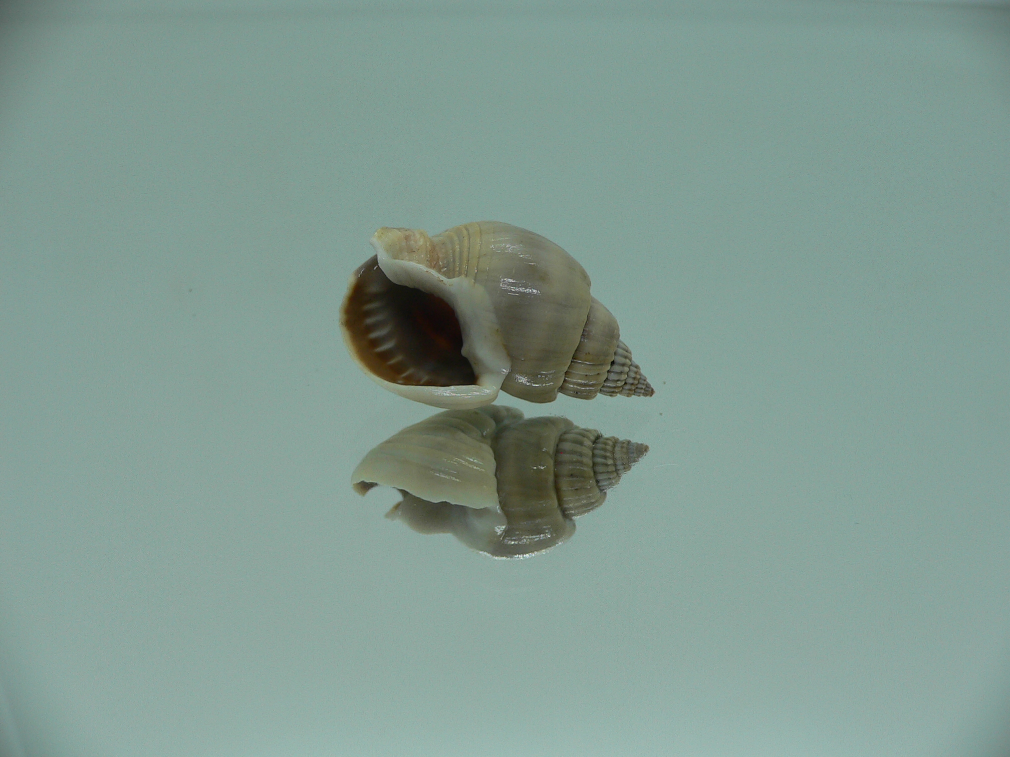 Nassarius optimus
