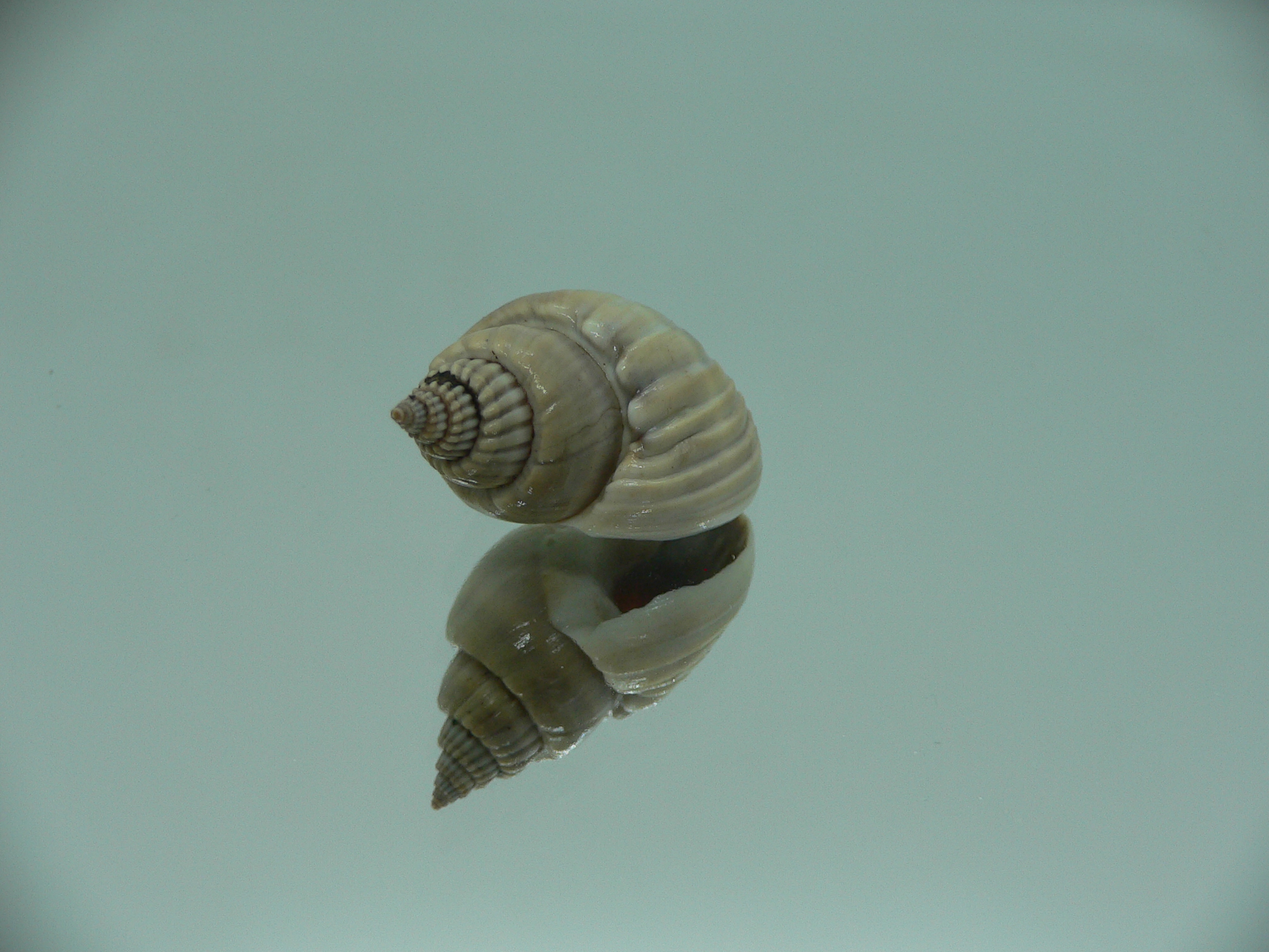 Nassarius optimus