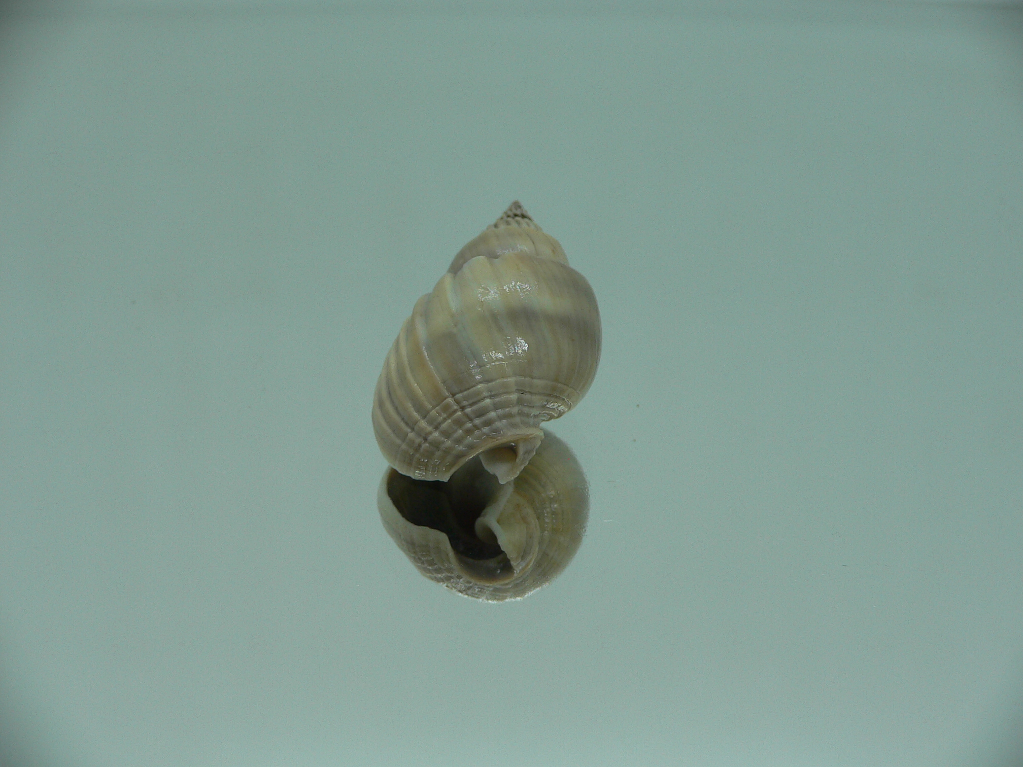 Nassarius optimus
