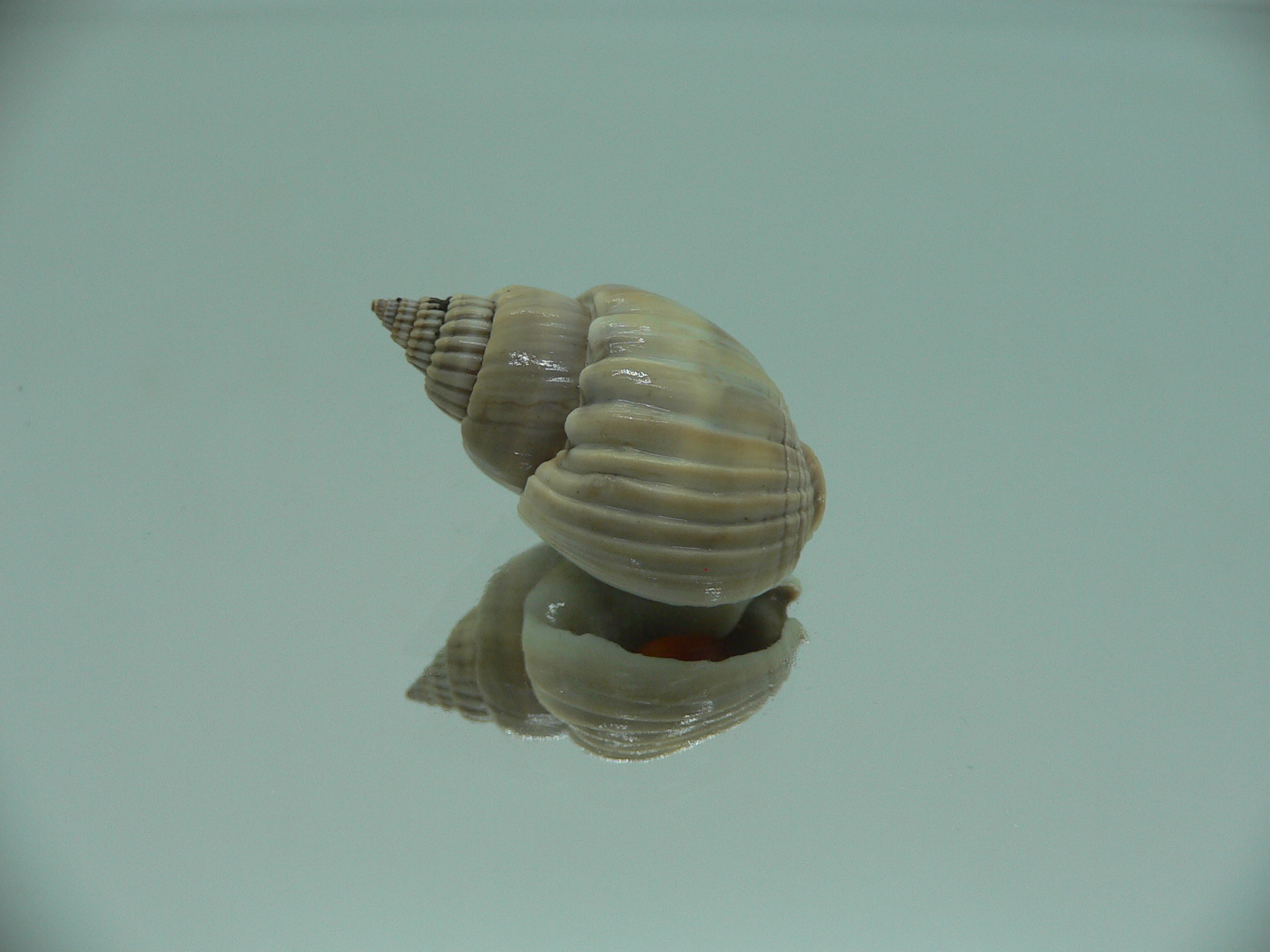 Nassarius optimus