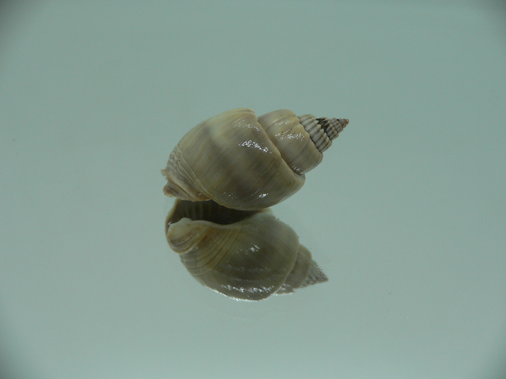 Nassarius optimus