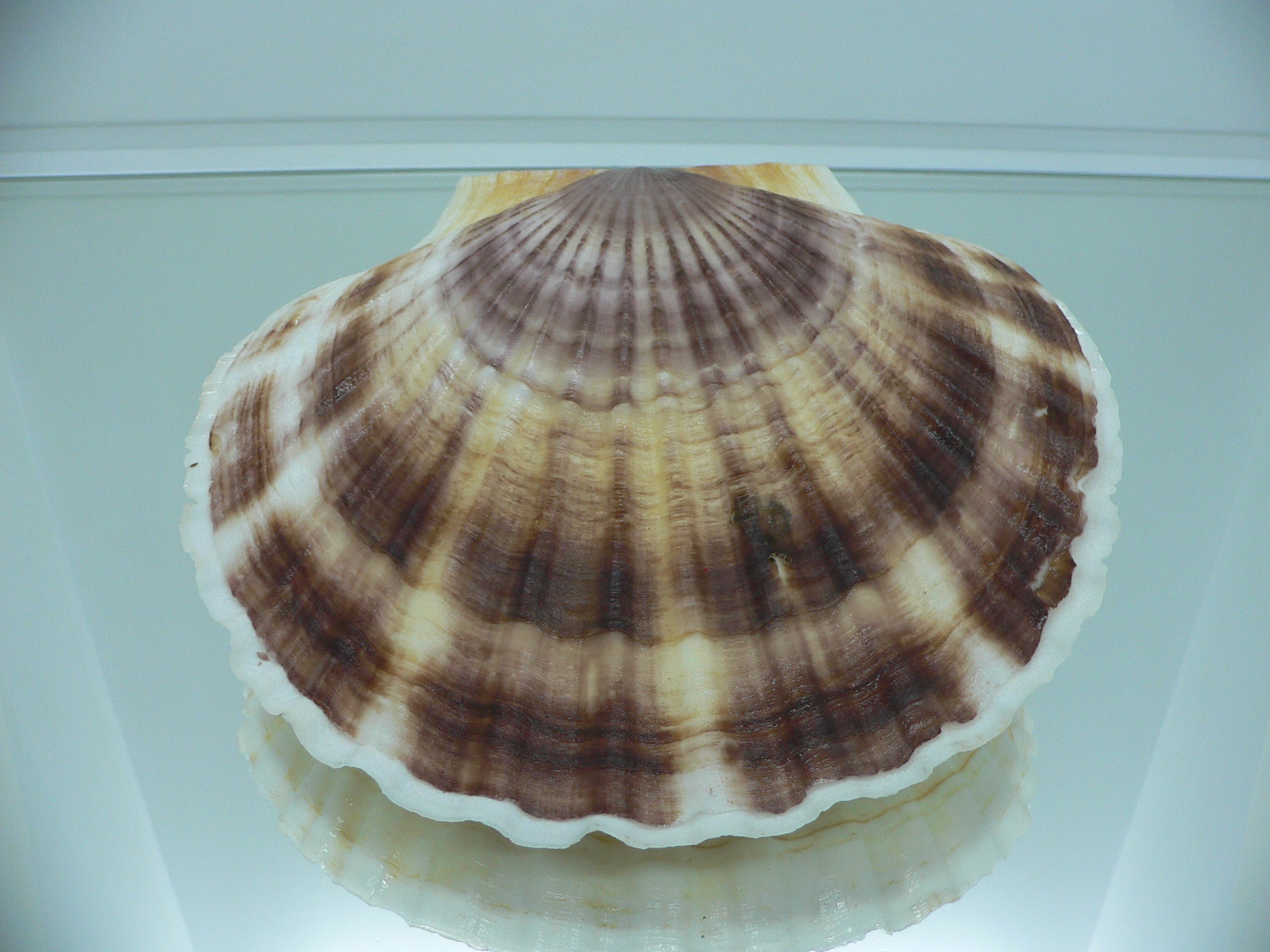 Patinopecten yessoensis WIDE & LIGHT
