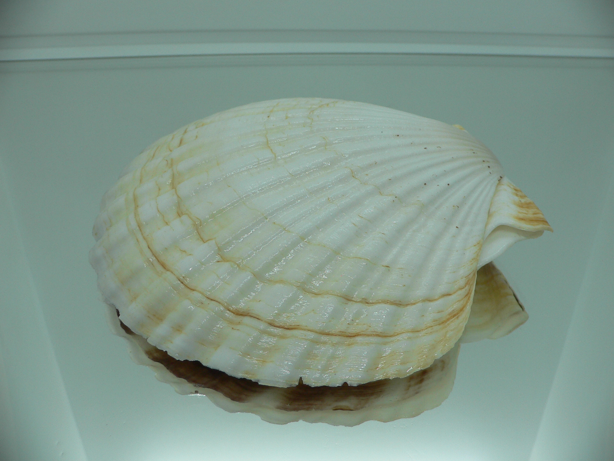 Patinopecten yessoensis WIDE & LIGHT