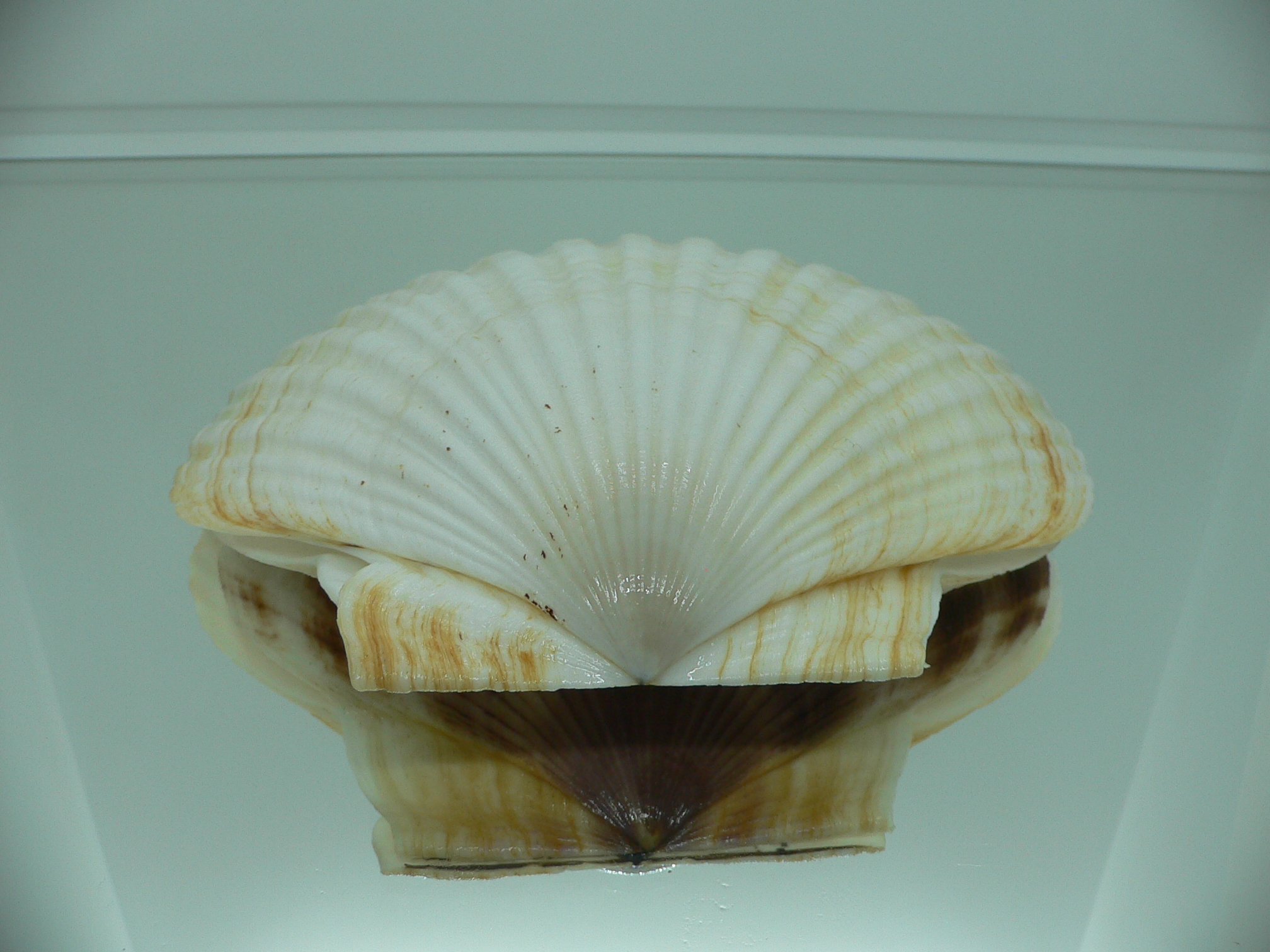 Patinopecten yessoensis WIDE & LIGHT