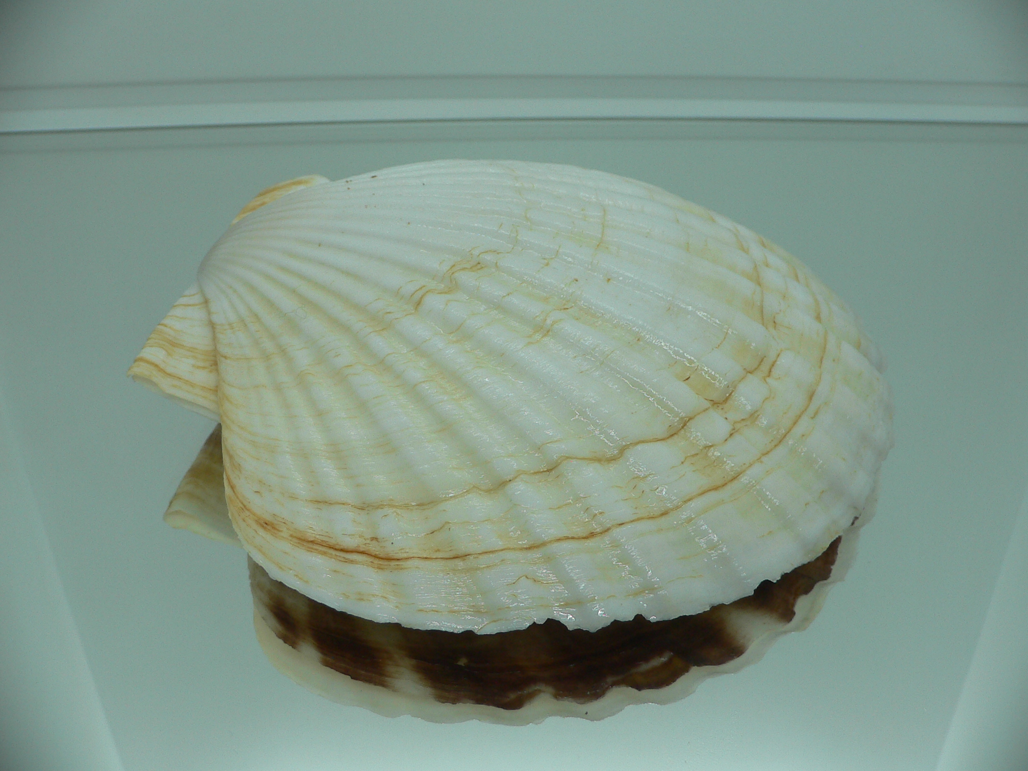 Patinopecten yessoensis WIDE & LIGHT