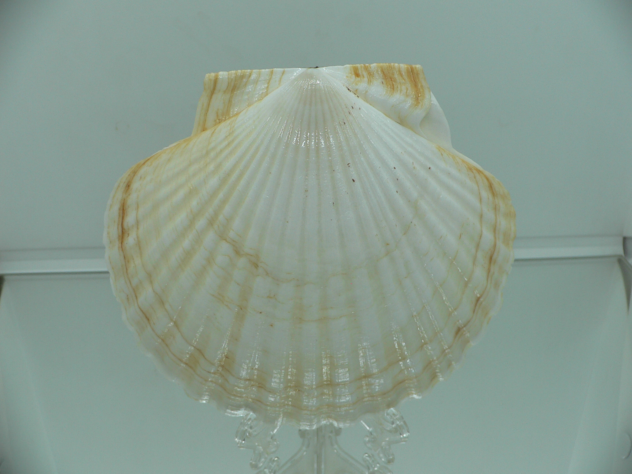 Patinopecten yessoensis WIDE & LIGHT