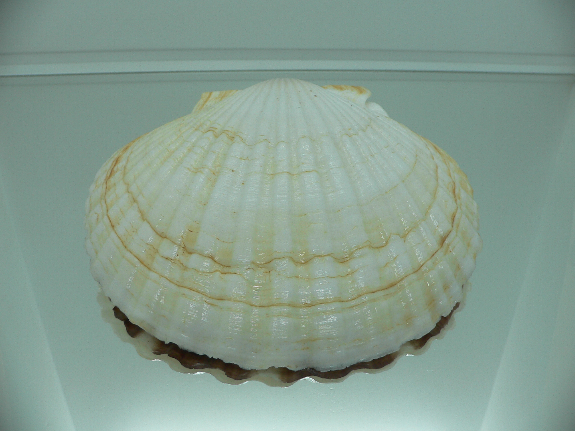 Patinopecten yessoensis WIDE & LIGHT